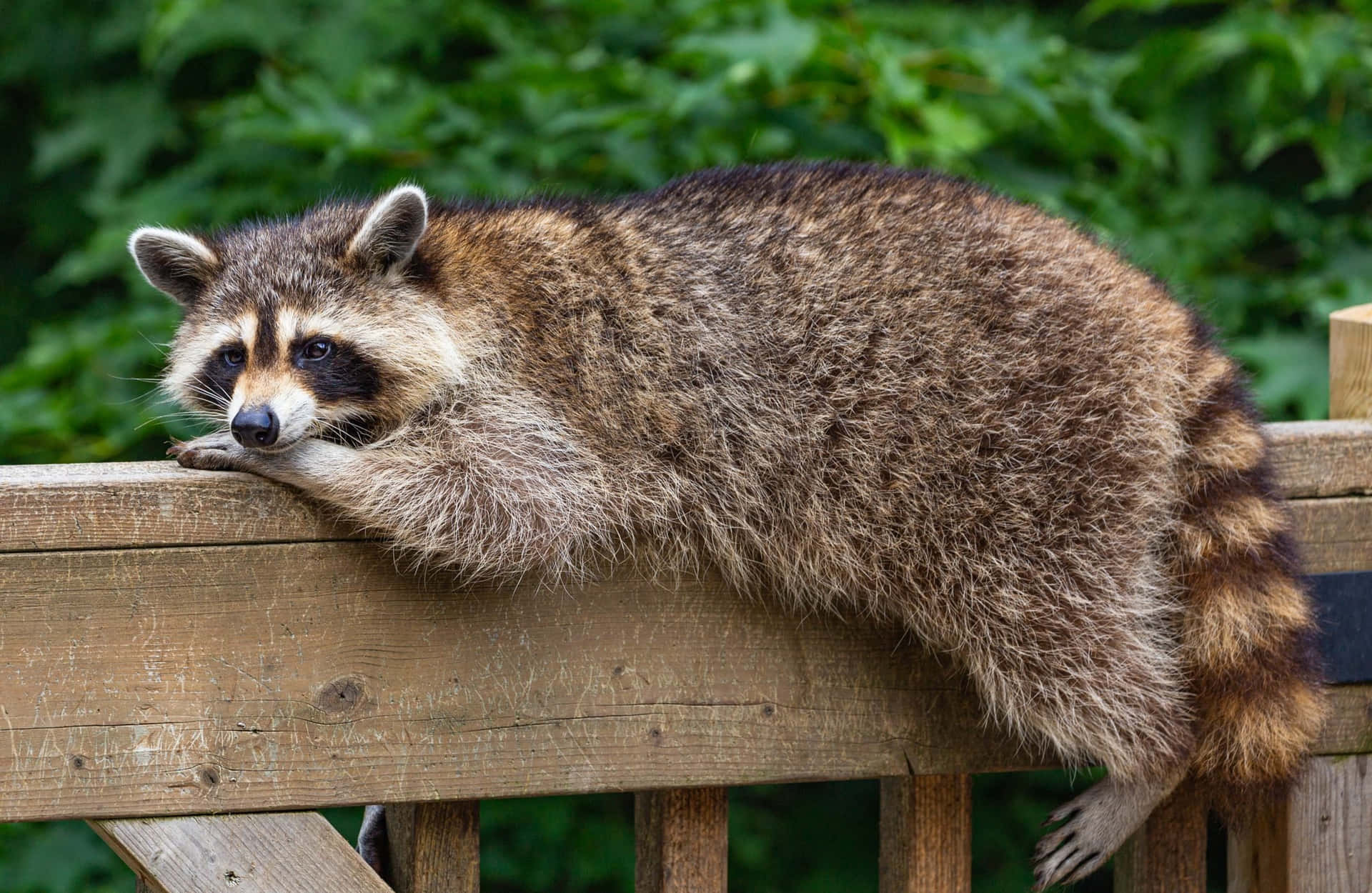 Cute Raccoon On Wooden Railing Picture