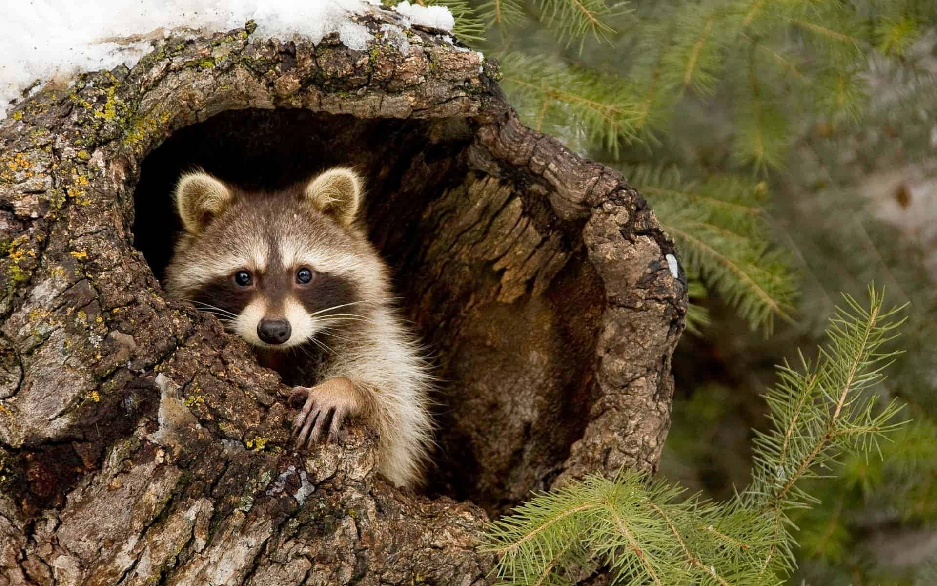 Cute Raccoon In Log Hole Picture