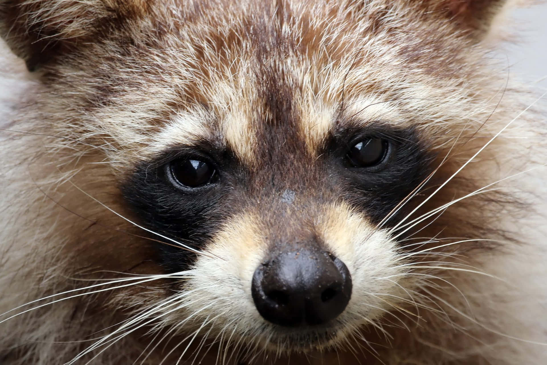 Cute Raccoon Face Close Up Picture