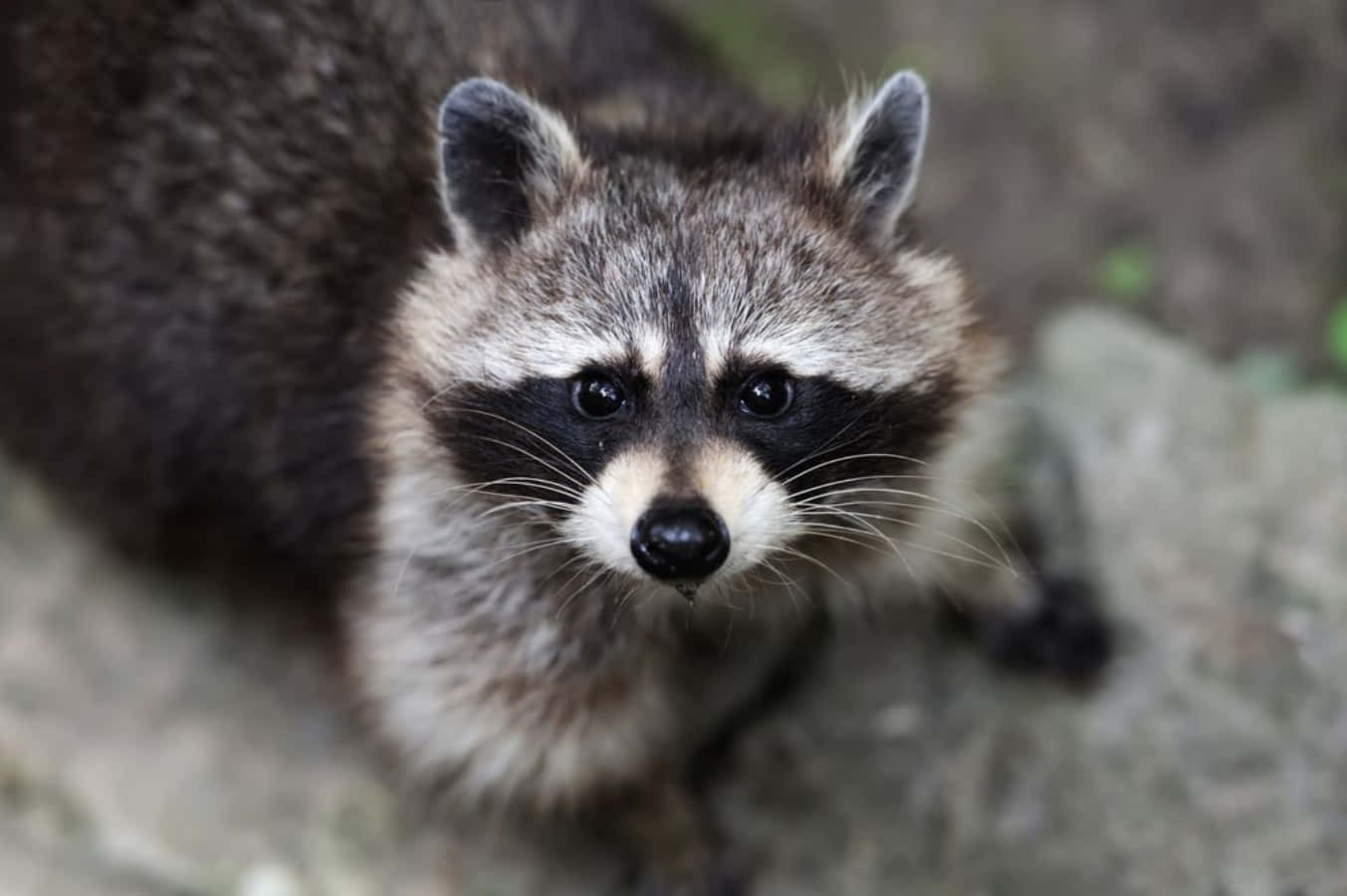 Cute Raccoon Staring Bokeh Picture