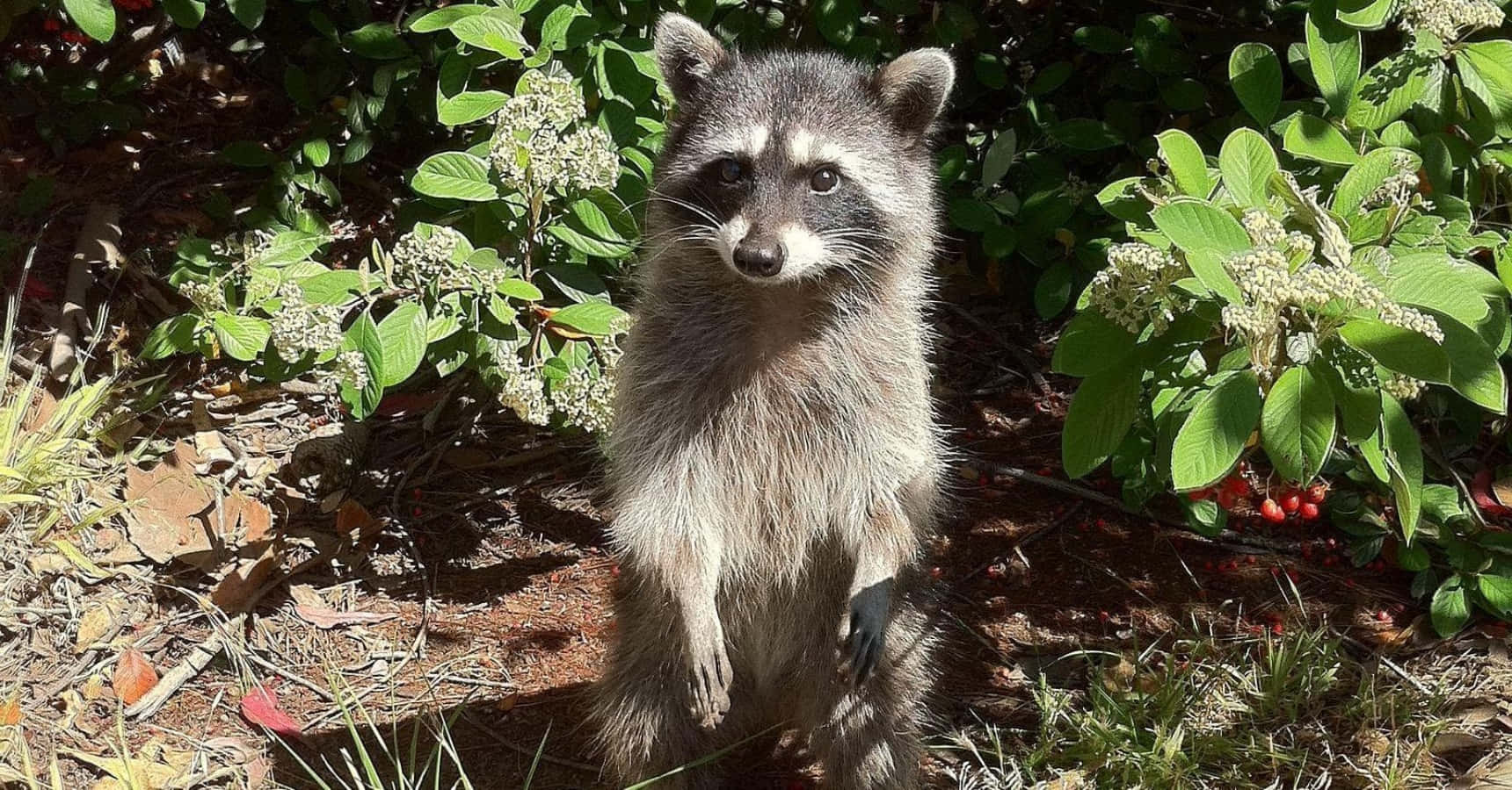 Cute Raccoon Standing Against Plants Picture