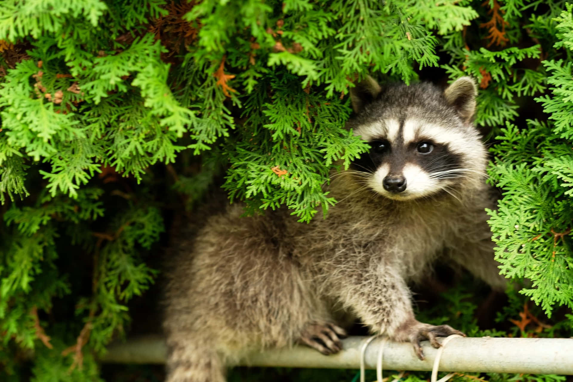 Cute Raccoon Hiding On Leaves Picture