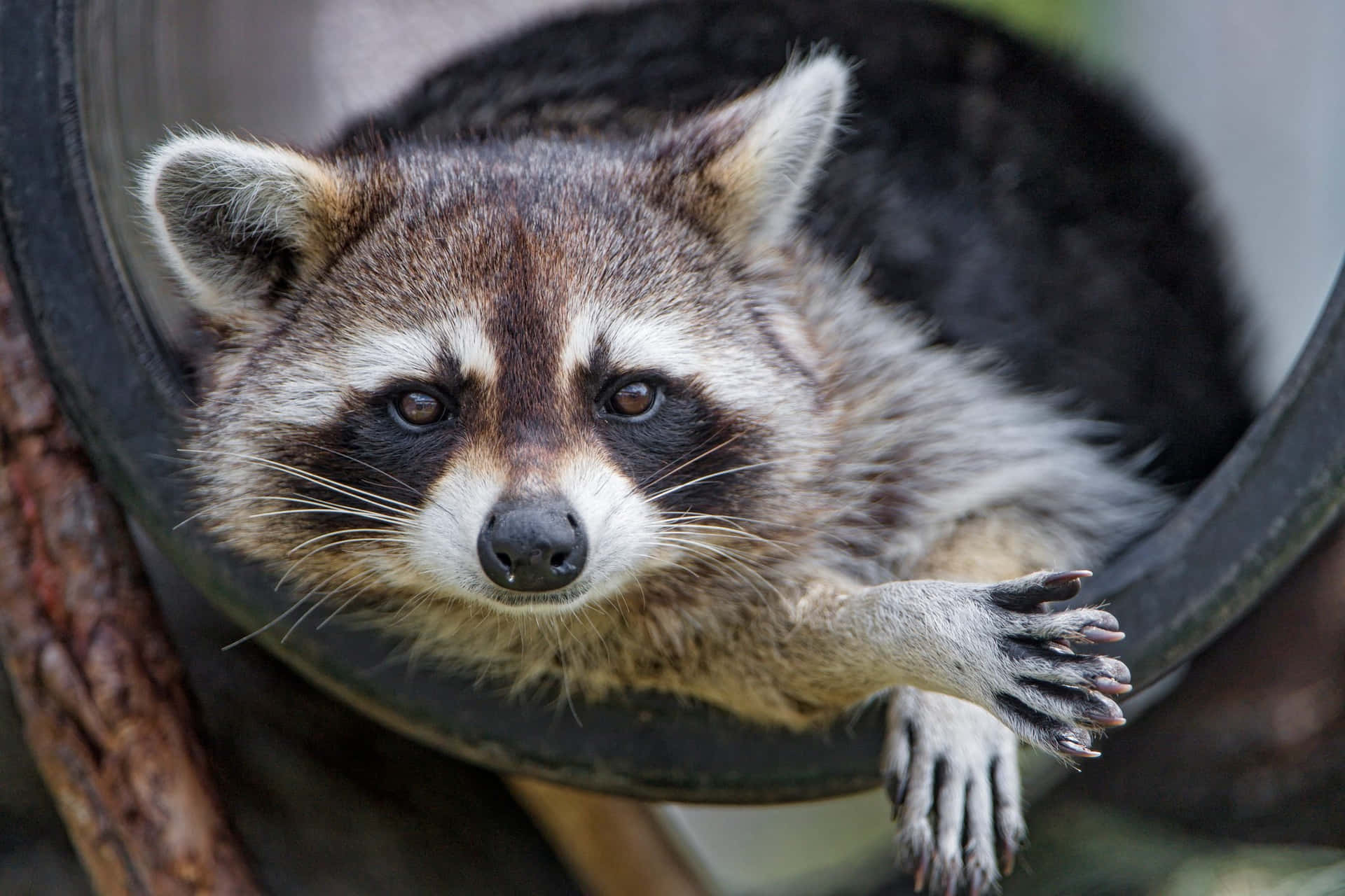 Cute Raccoon On A Tire Picture