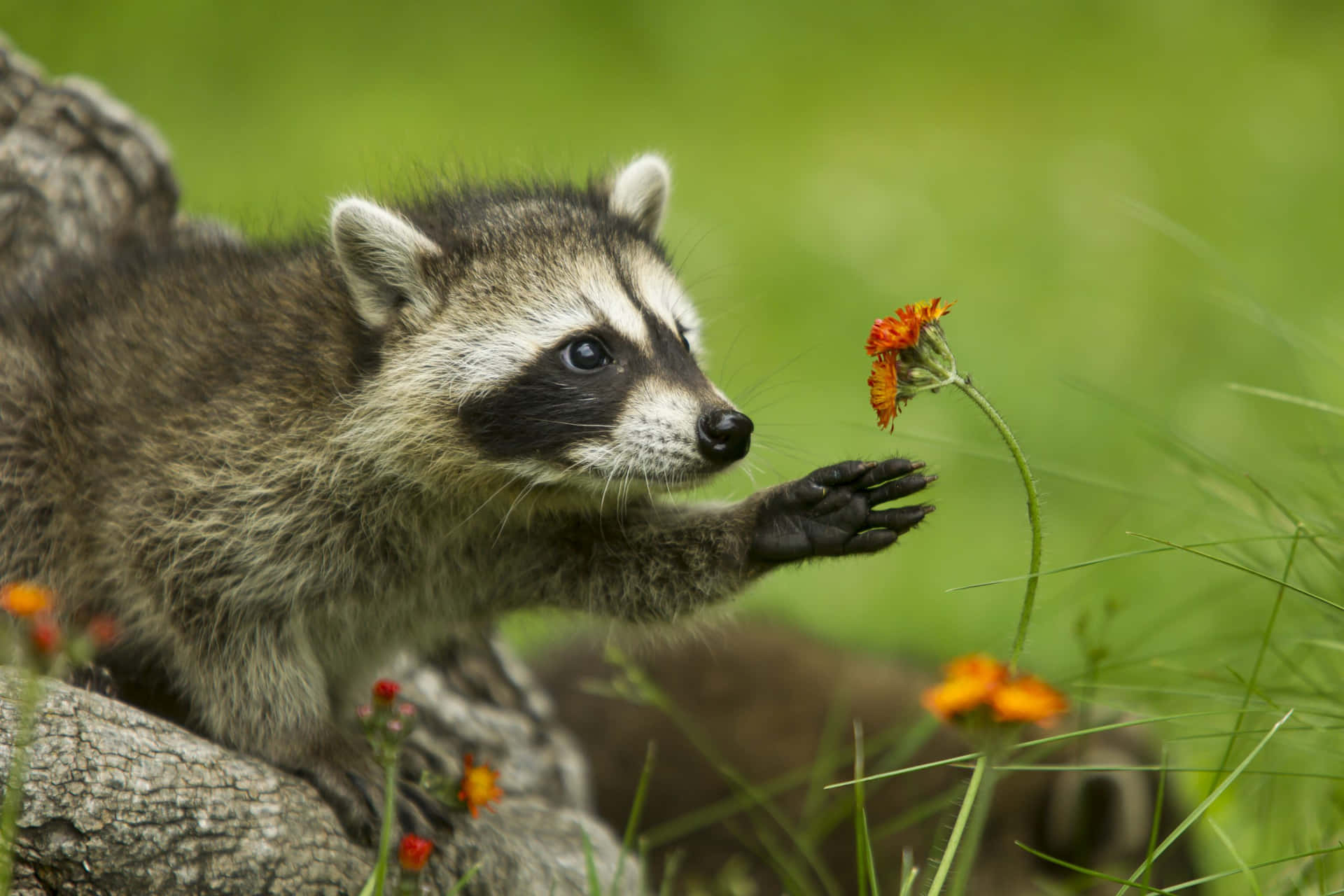 Cute Raccoon Picking Flower Picture