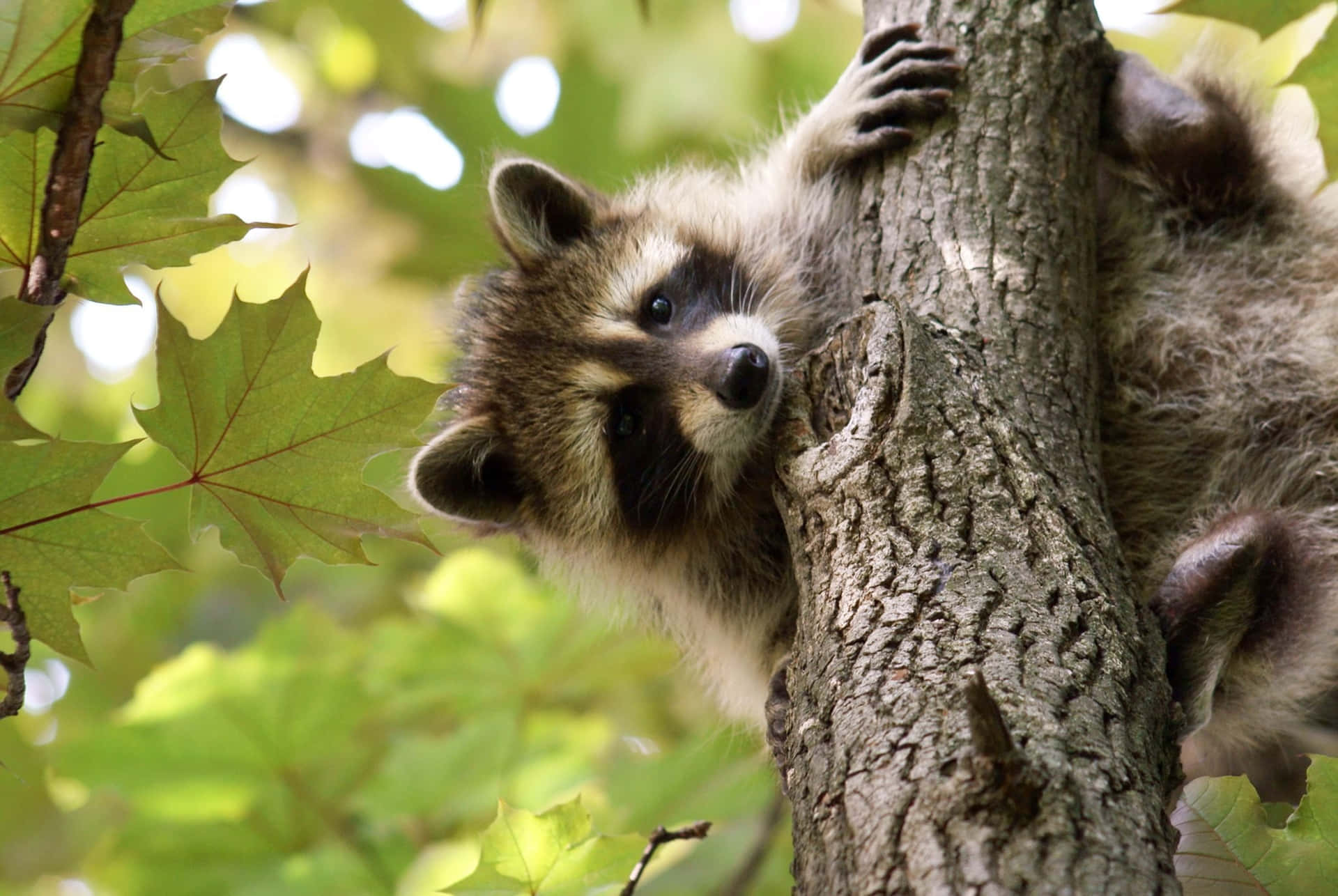 Cute Raccoon Climbing Tree Picture