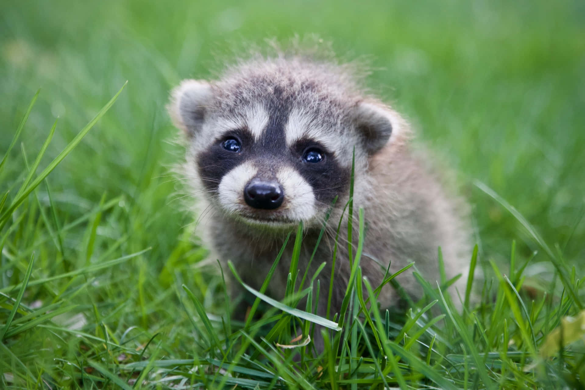 Crying Cute Raccoon On Grass Picture