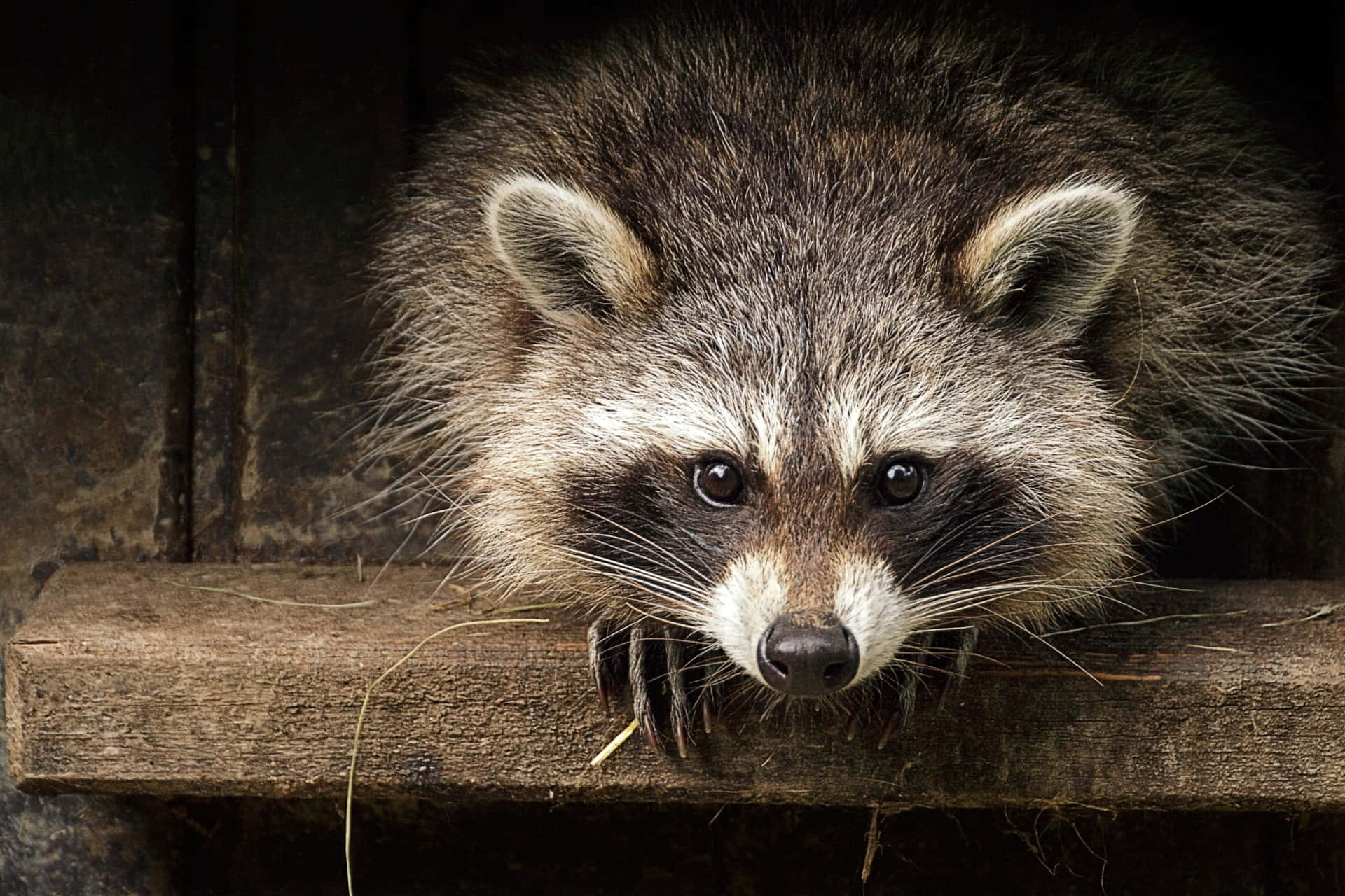Cute Raccoon On Wood Block Picture