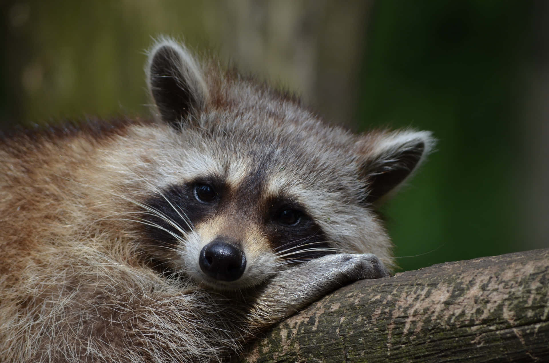 Cute Raccoon Lying On Tree Picture