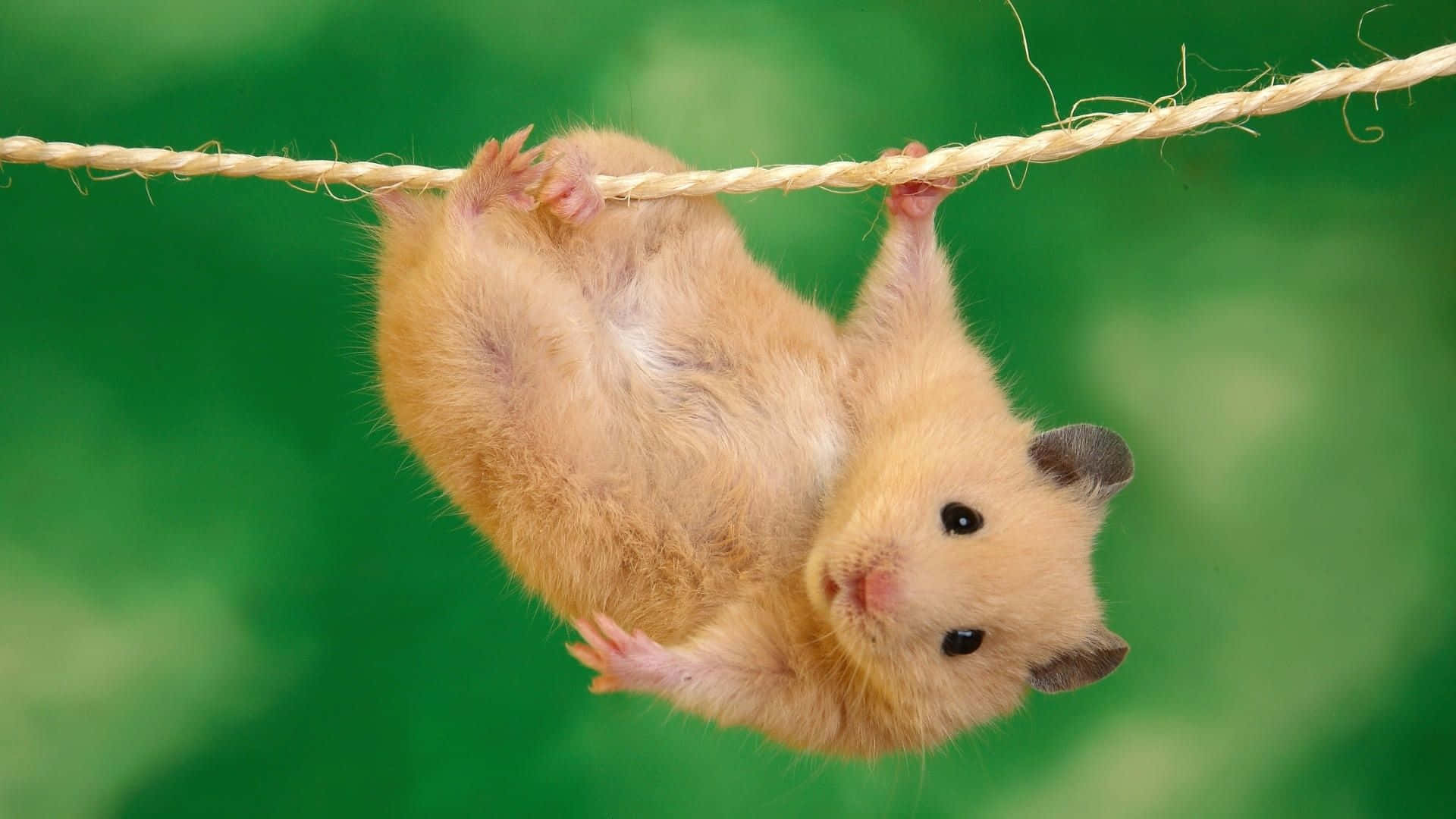 Cute Rat Hanging On A Rope Picture