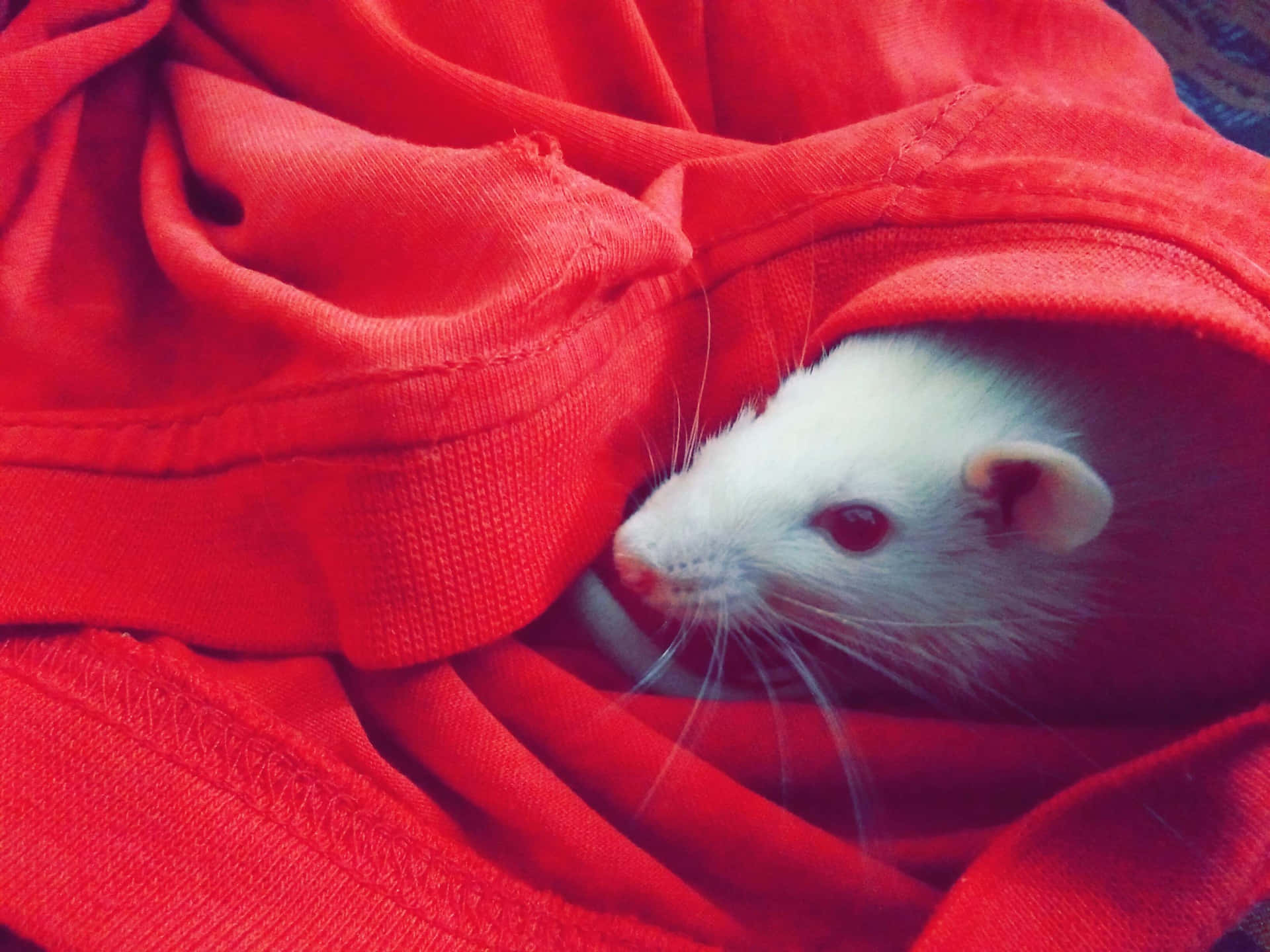 Cute Rat In Red Cloth Picture