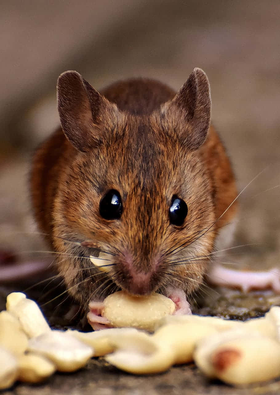 A Brown Mouse Eating Peanuts