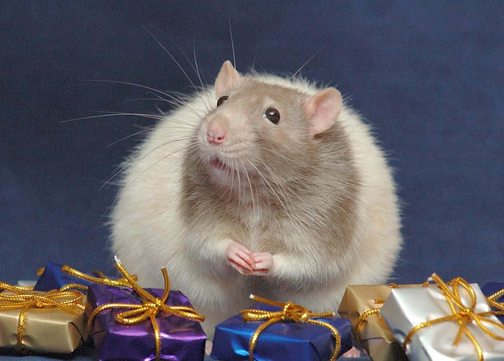 Sød rot fed hamster med gaver billede skrivebordsbaggrund