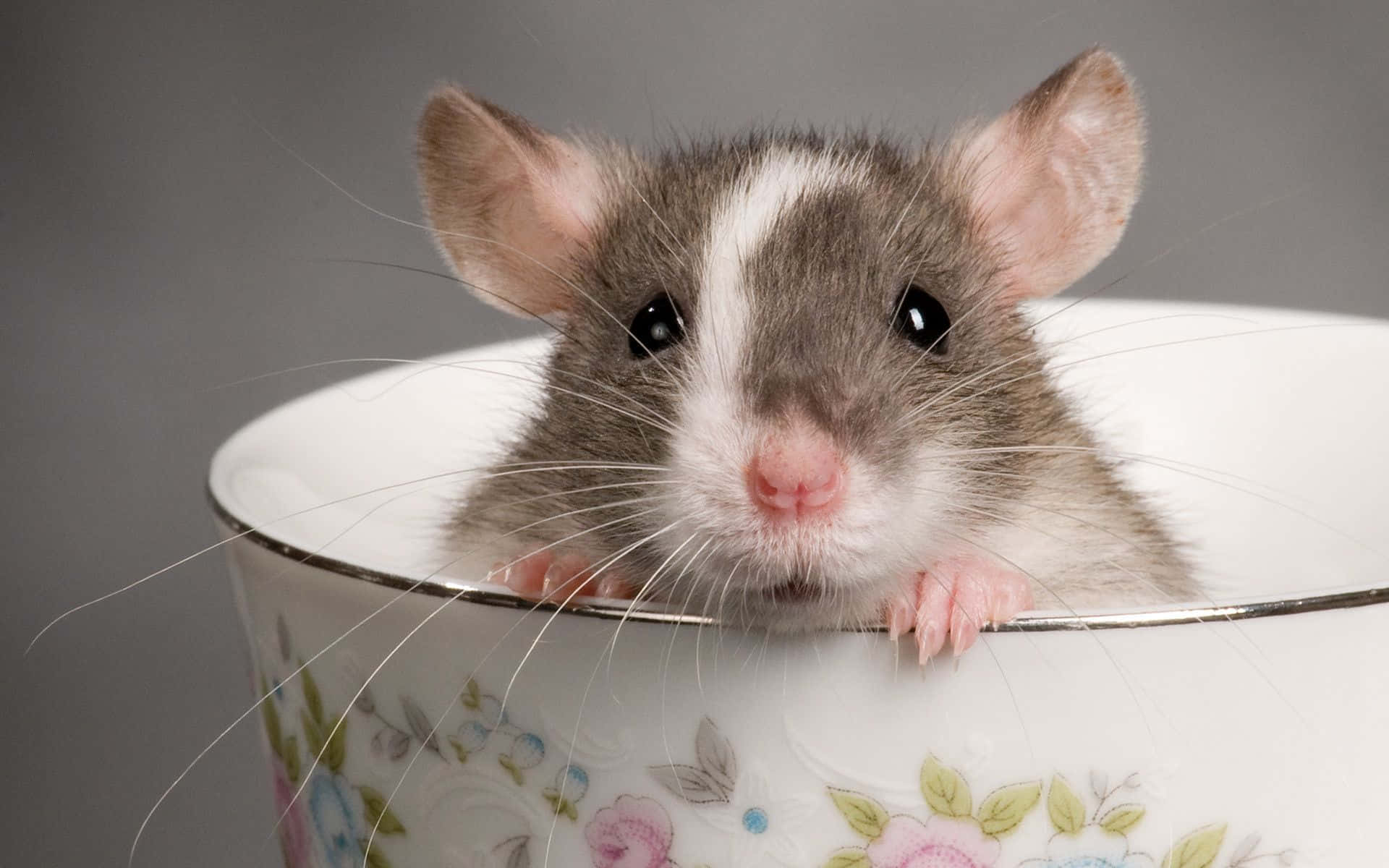Cute Rat Inside A Tea Cup Picture