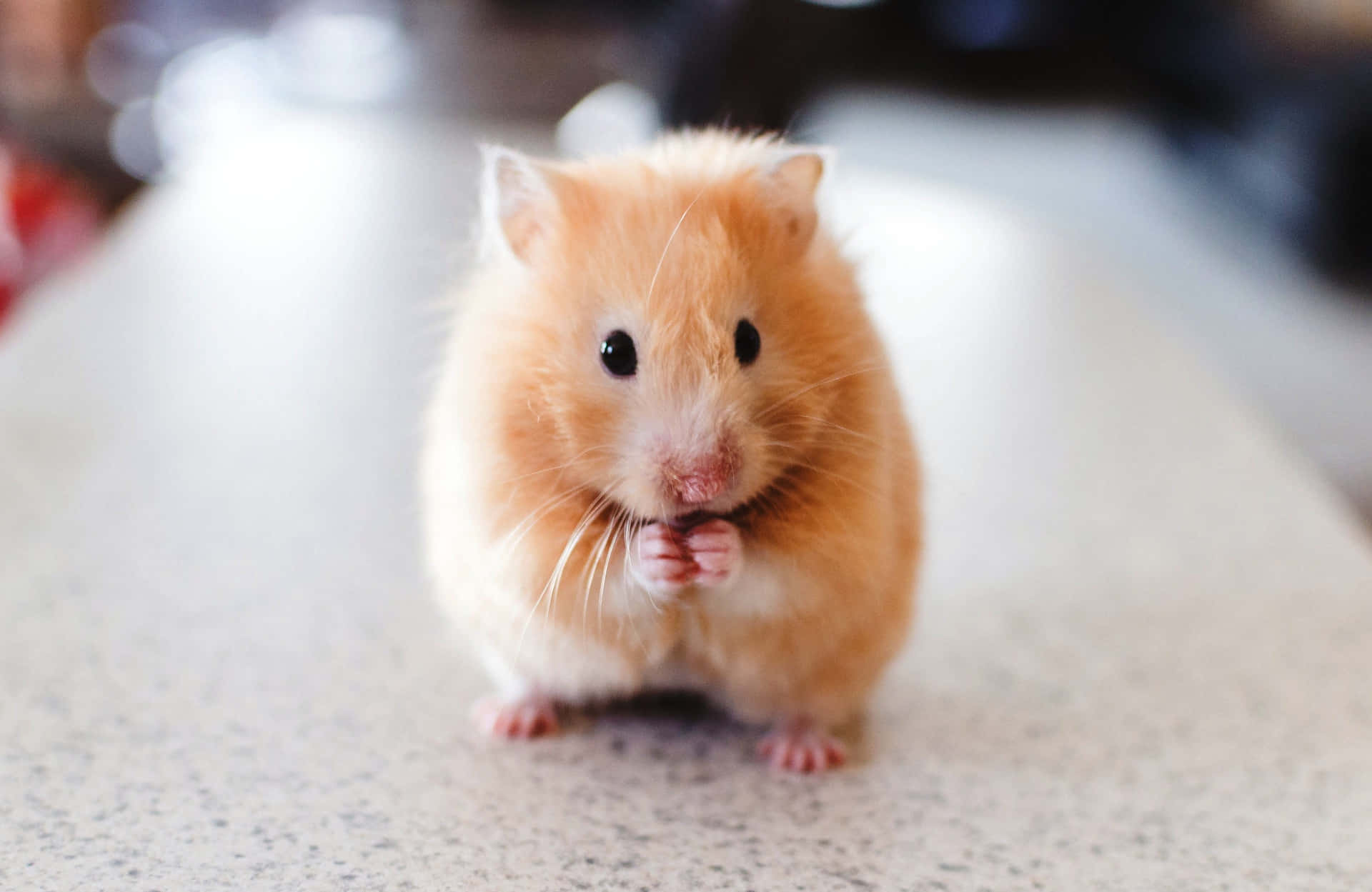 Niedlichebraune Ratte Hamster Auf Marmor Bild