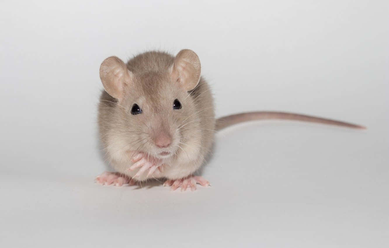 Light Brown Haired Cute Rat Picture