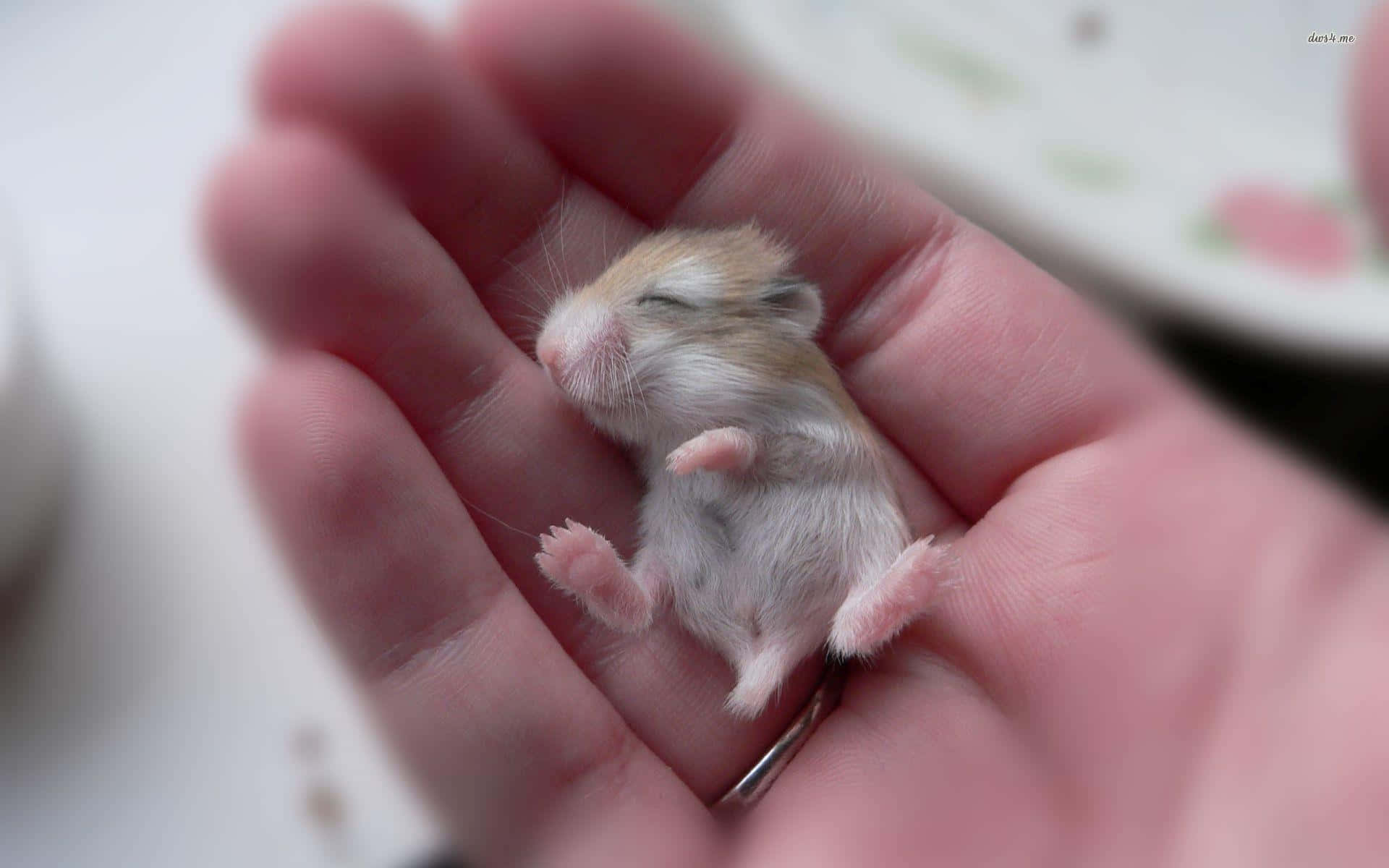 Baby Cute Rat On Palm Picture