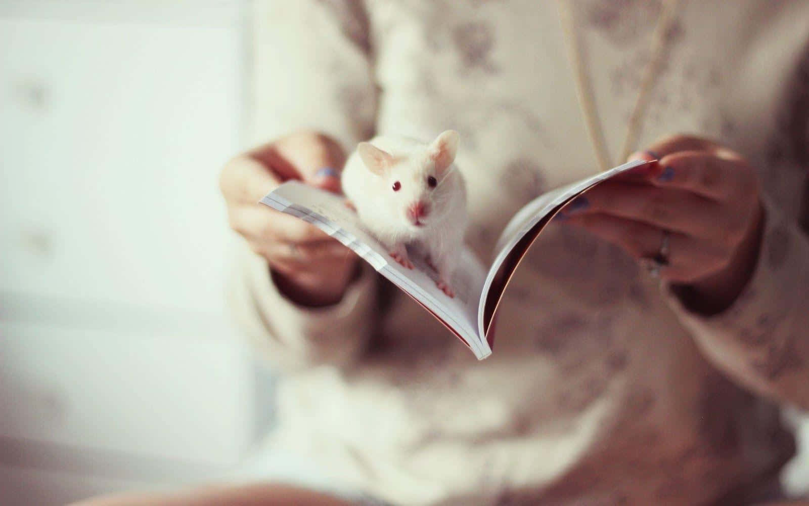 Cute Rat In Book Pages Picture