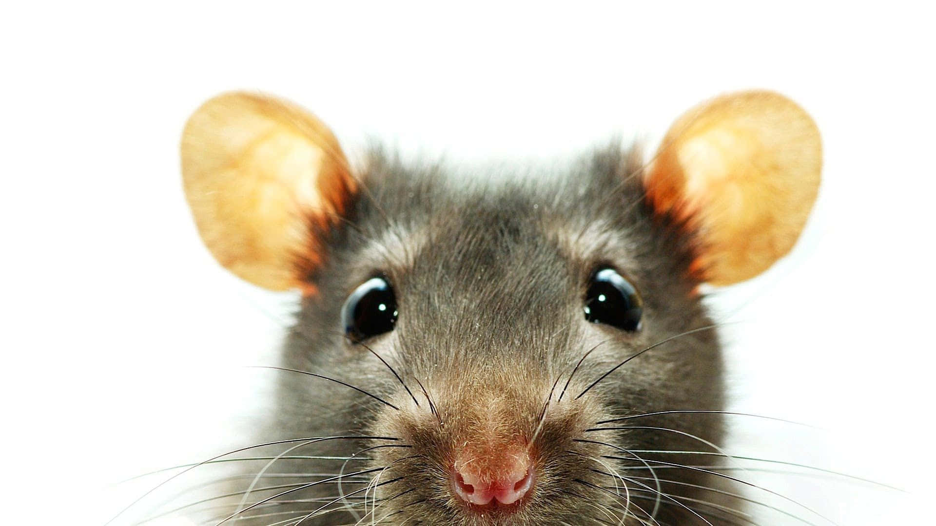 Cute Rat Grey Peeking Picture