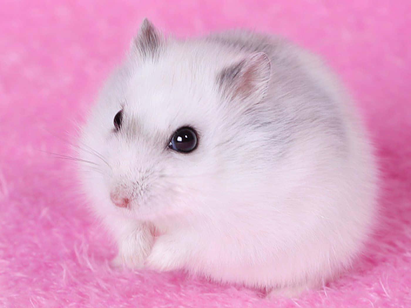 Sød Rat Hvid Hamster Billede Soveværelse Tapet