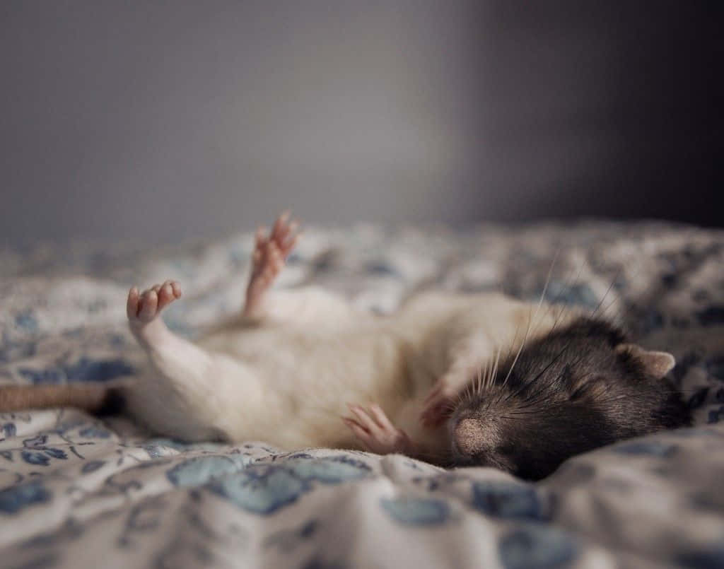 Fotodi Un Tenero Ratto Che Dorme Nel Letto