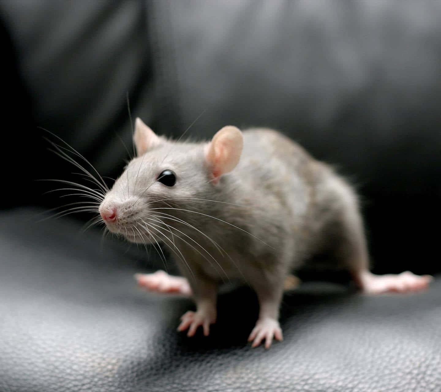 Grauesnagetier Süßes Rattenbild