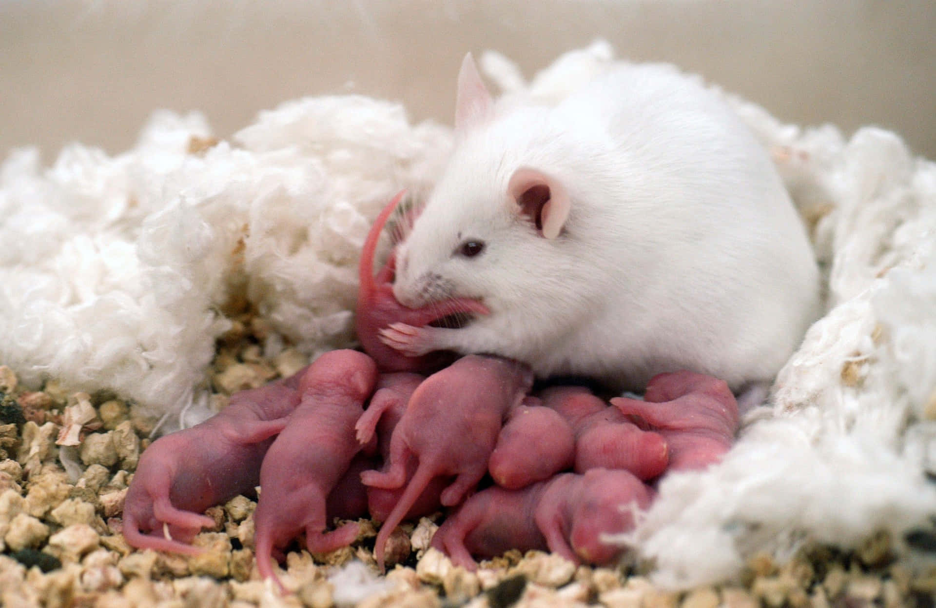 Sød rotte med nyfødte babyer billede tapet