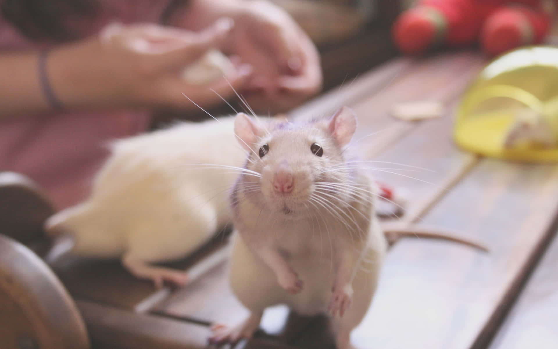 Zweiniedliche Ratten Auf Bildern Auf Einem Holztisch