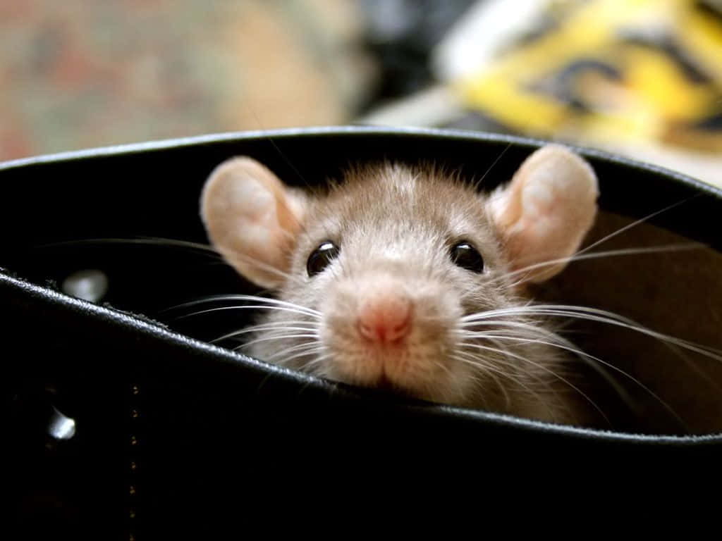 Cute Rat Inside Boots Picture