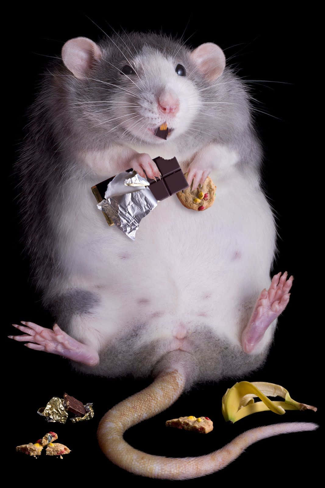 Download Cute Rat Eating Chocolate Bar Picture | Wallpapers.com