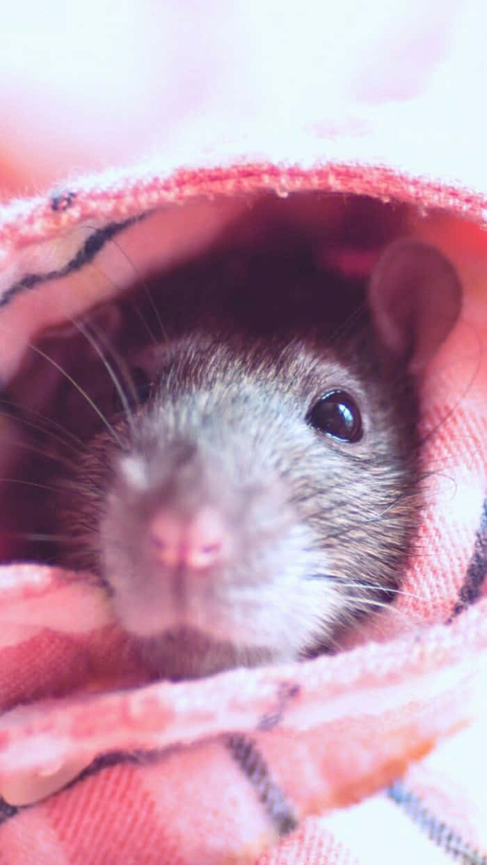 Cute Rat Inside A Blanket Picture