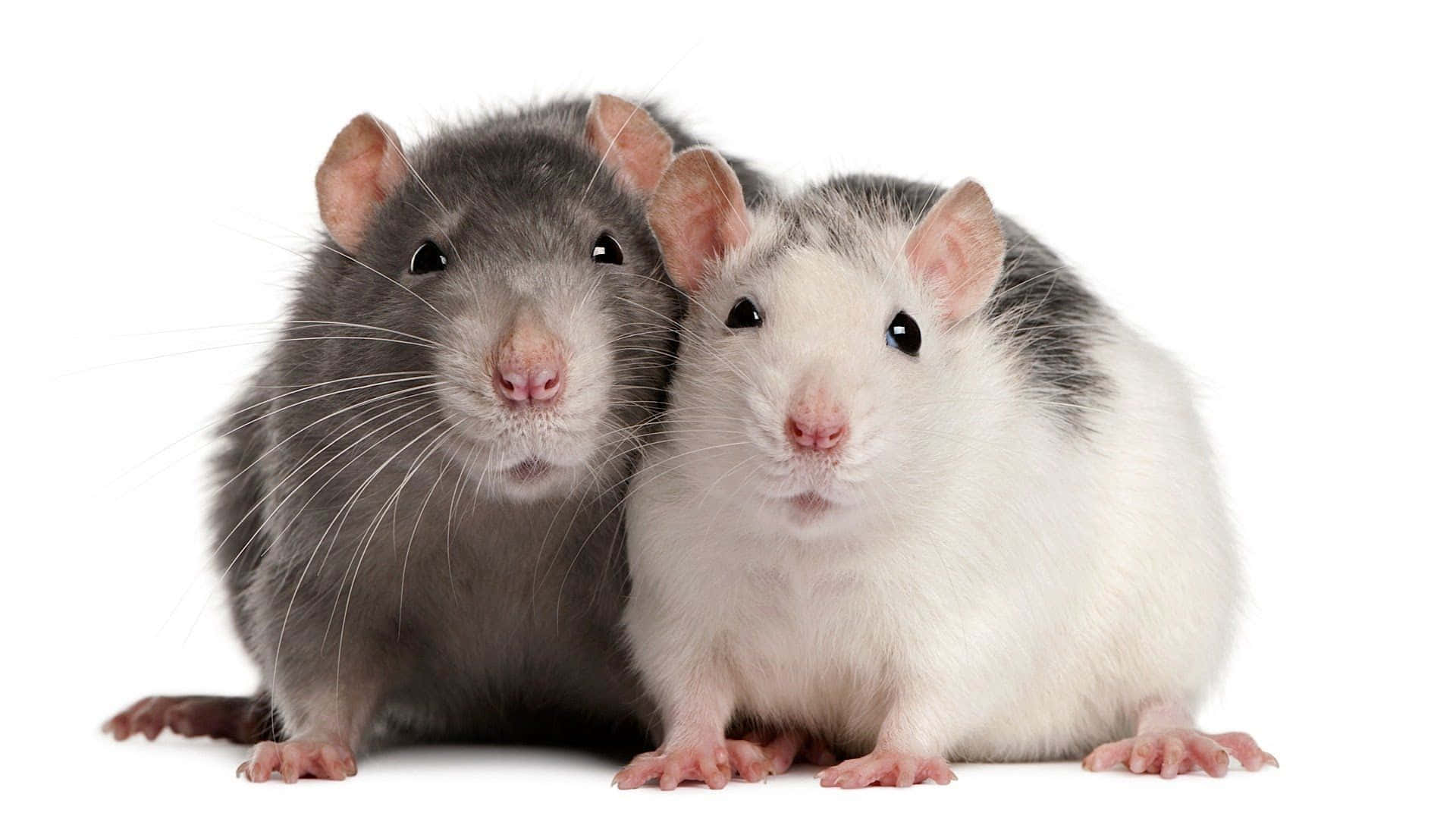 Zweisüße Ratten, Grau Und Weiß, Abbildung.