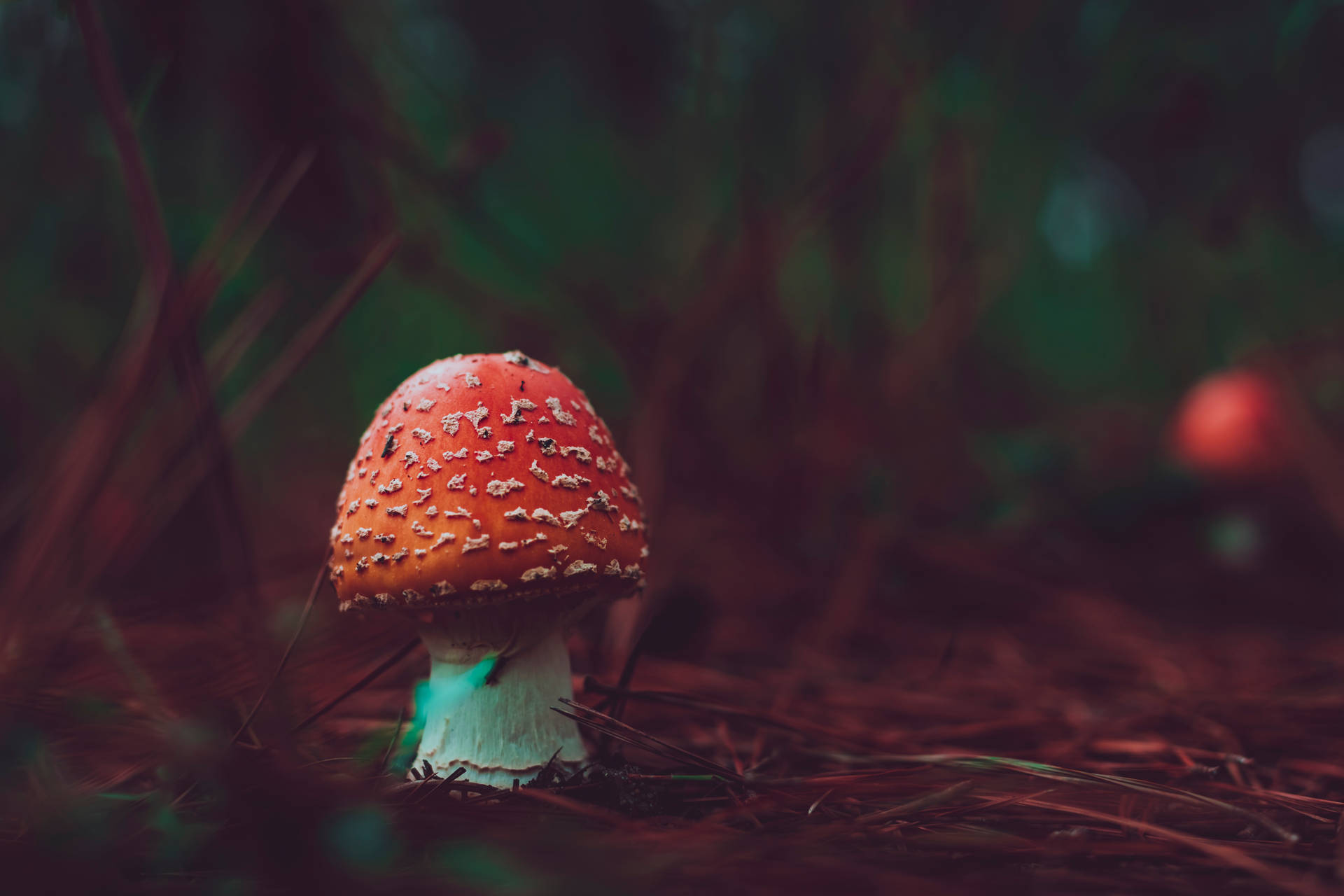 Cute Red Mushroom In Dark Forest