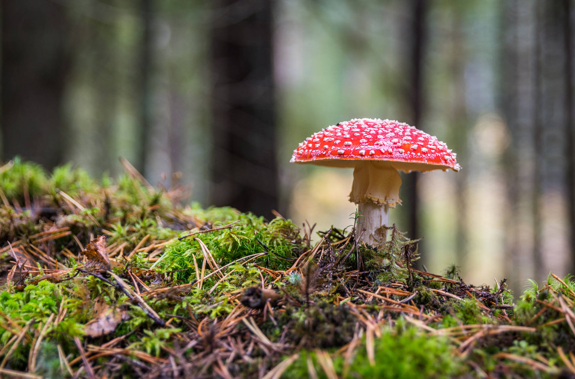 Cute Red Mushroom In Forest