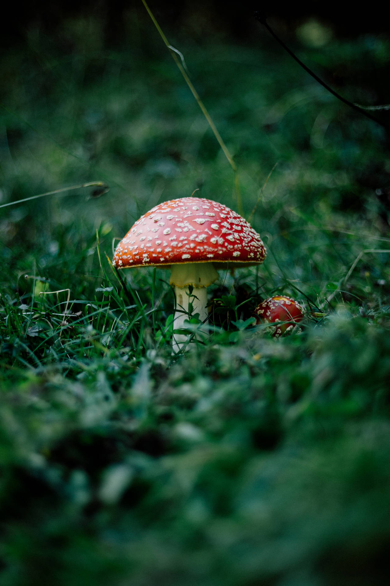 Cute Red Mushrooms On Lush Grass