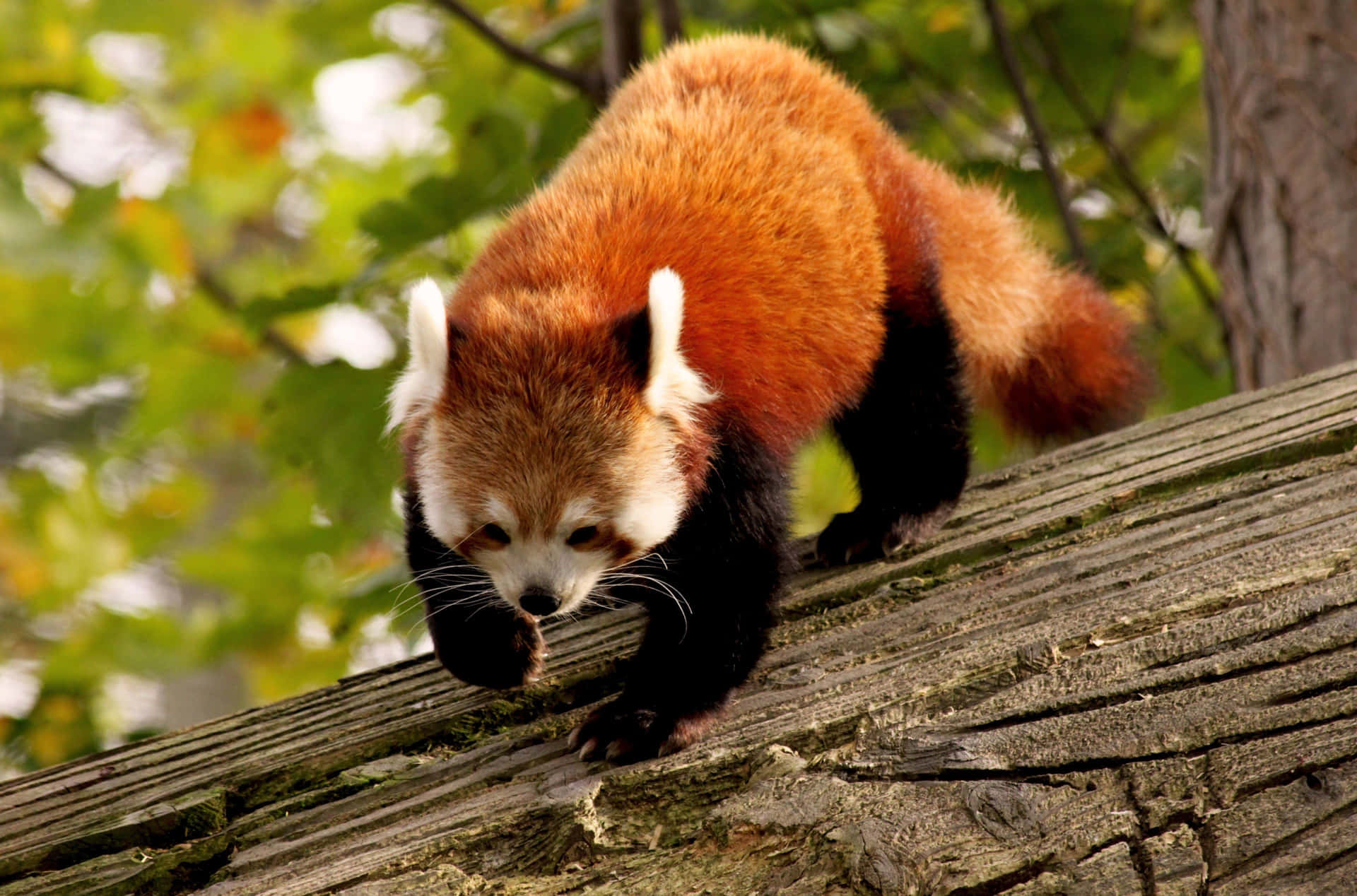 "Look how cute this Red Panda is!" Wallpaper
