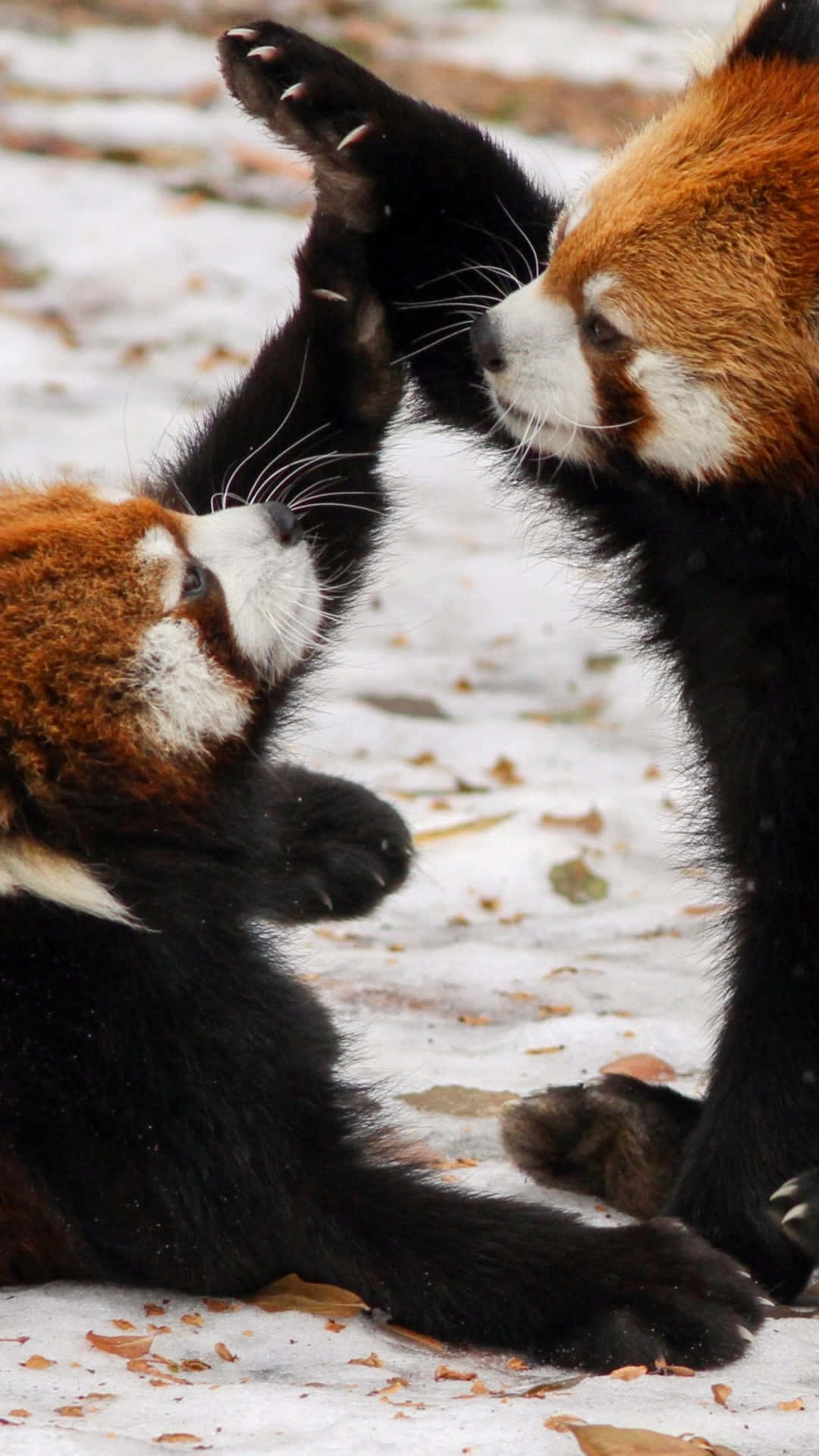 Zweirote Pandas Spielen Im Schnee. Wallpaper