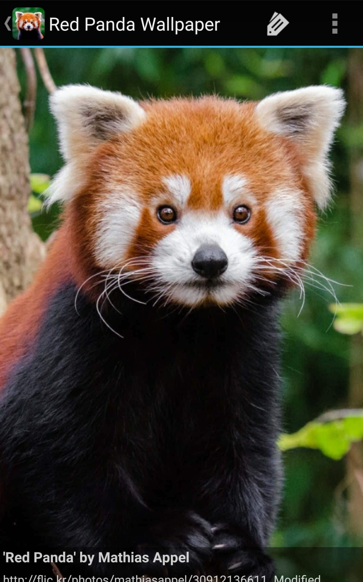 Einfrecher Und Entzückender Roter Panda Nimmt Sich Einen Moment Zeit, Um Die Aussicht Zu Genießen Und Zu Entspannen! Wallpaper
