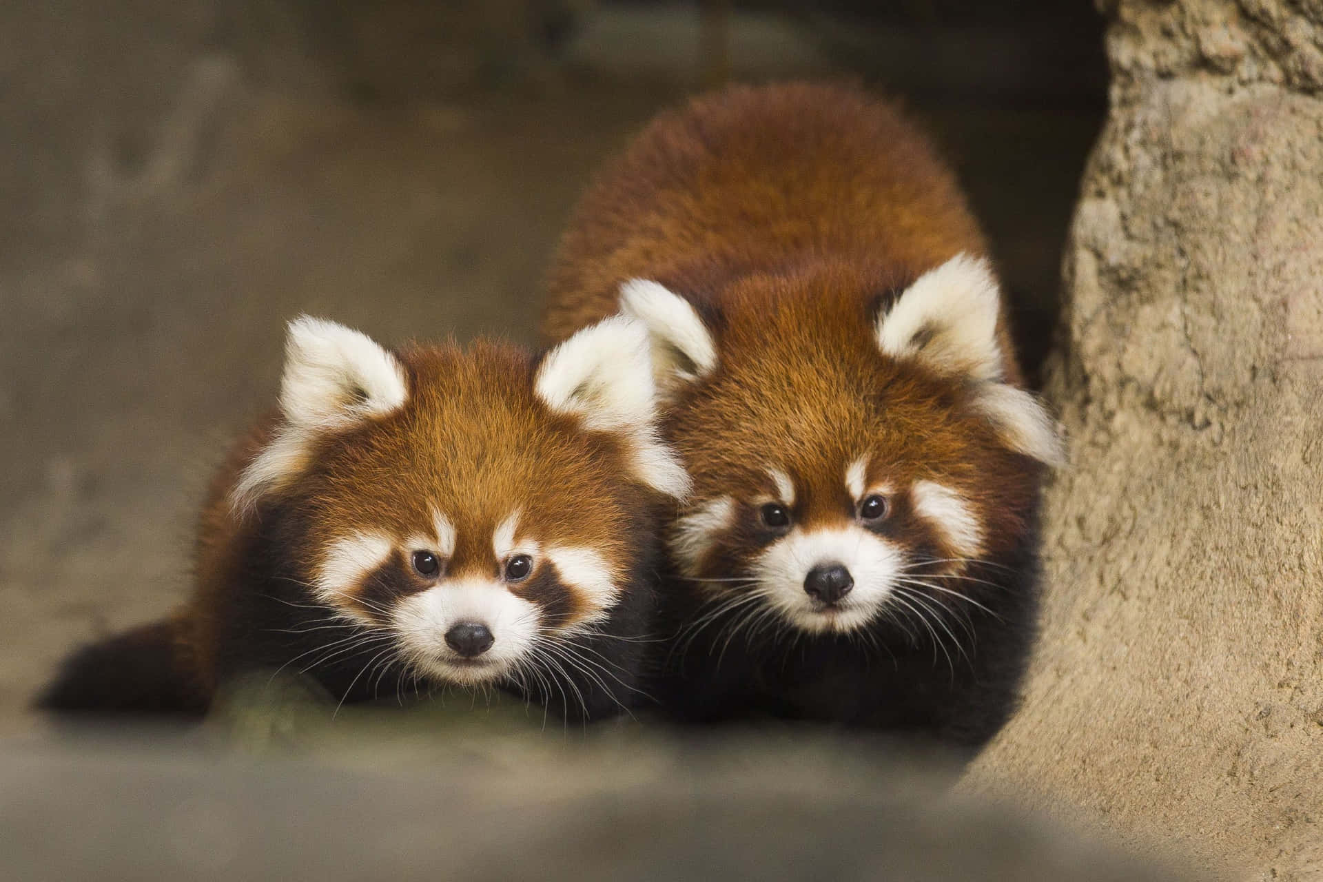 Immagineun Carino Panda Rosso Sorride Alla Fotocamera Sfondo