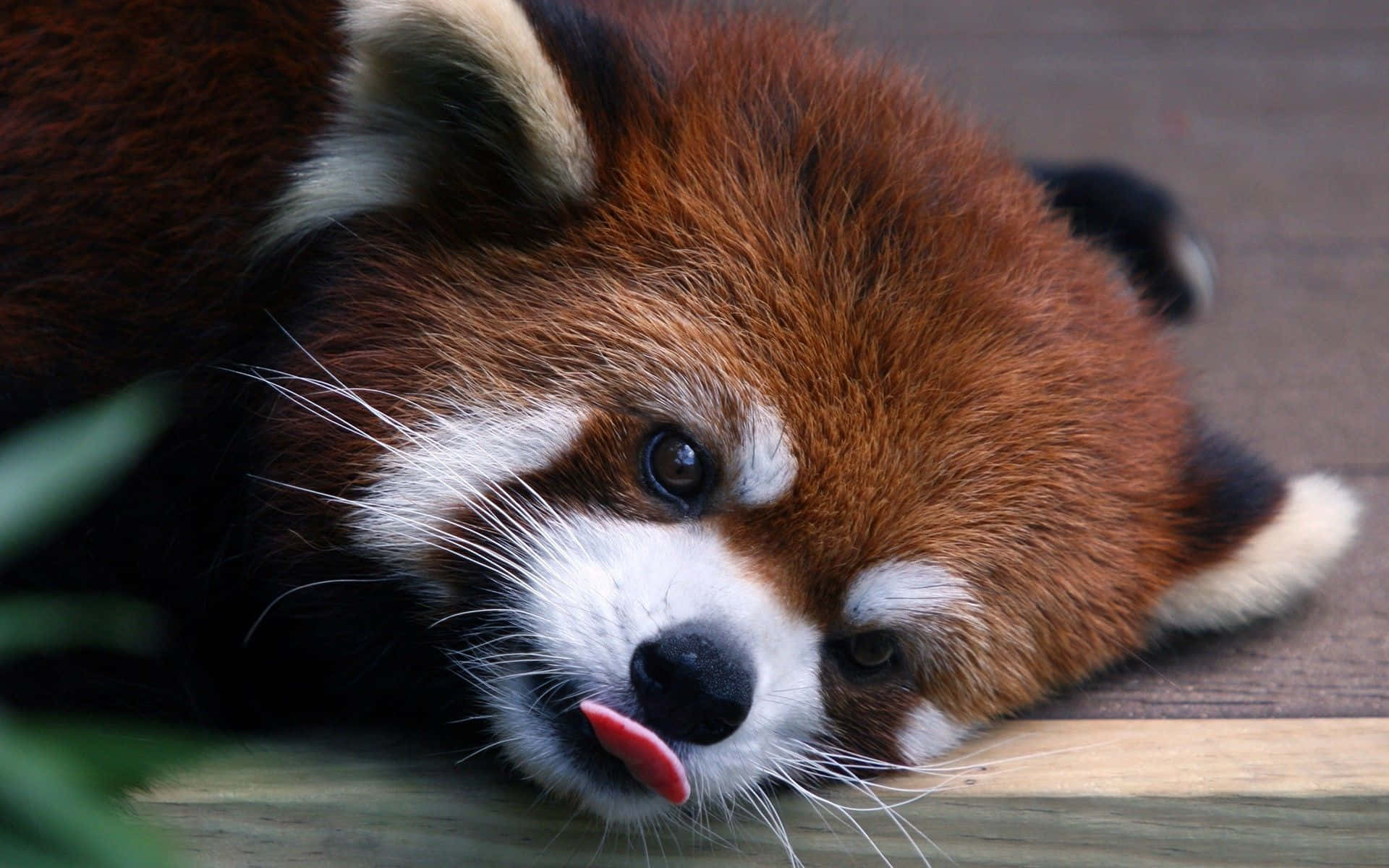 Adorable Red Panda Enjoying a Relaxing Moment Wallpaper
