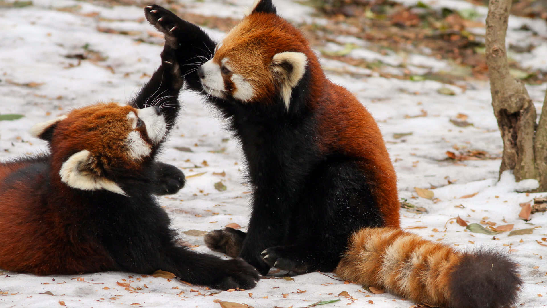 Adorable Red Panda Loves To Cuddle Wallpaper