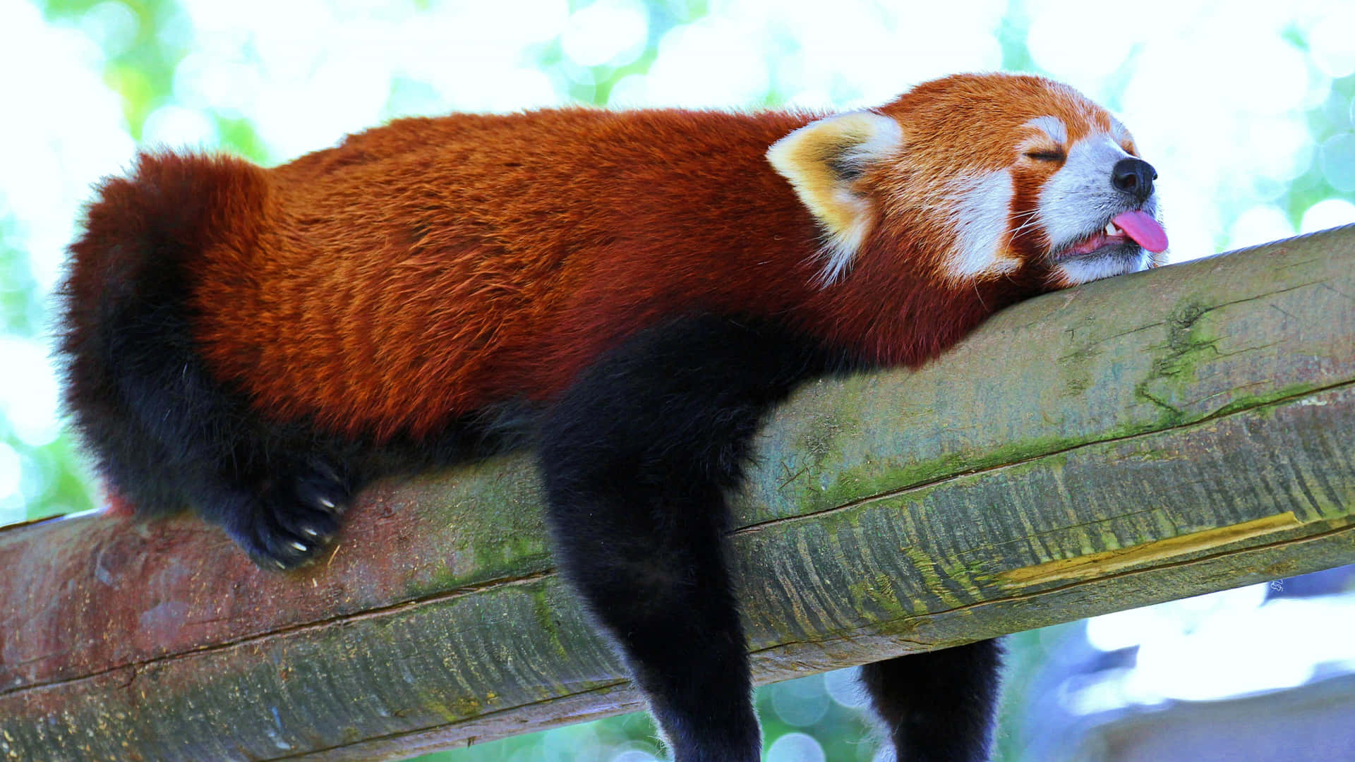Denne søde røde panda er klar til at have det sjovt! Wallpaper