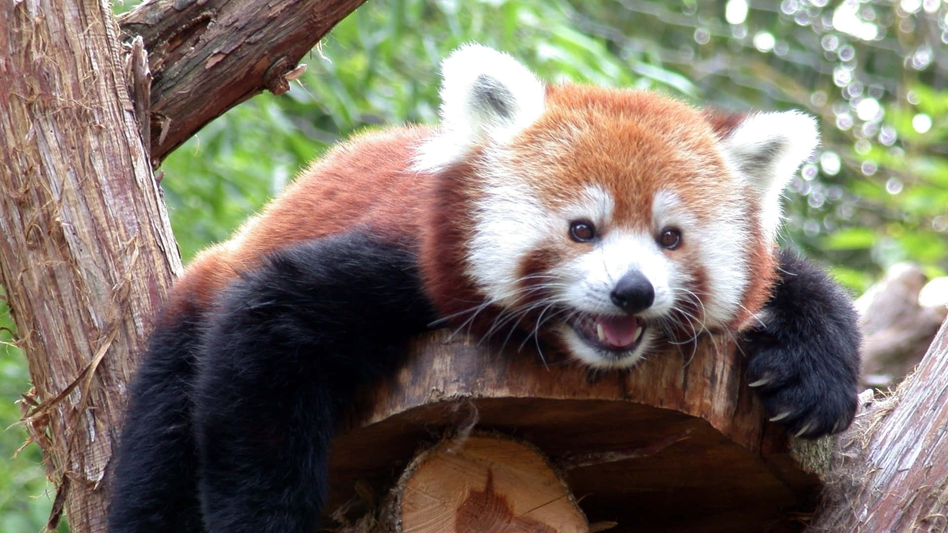 Adorabilecarino Panda Rosso Sfondo