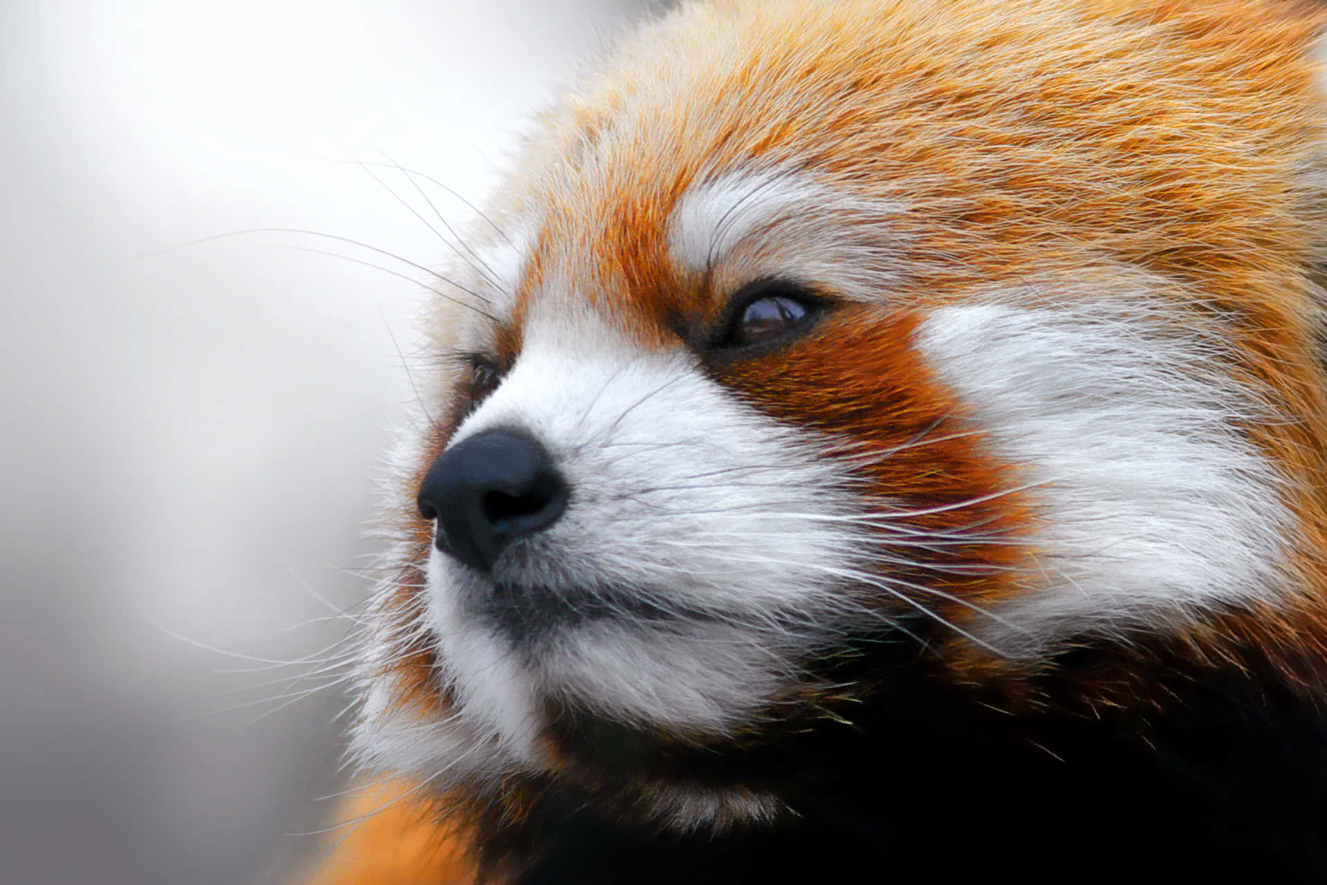 Uncarino E Adorabile Panda Rosso Che Si Rilassa Su Un Albero Sfondo