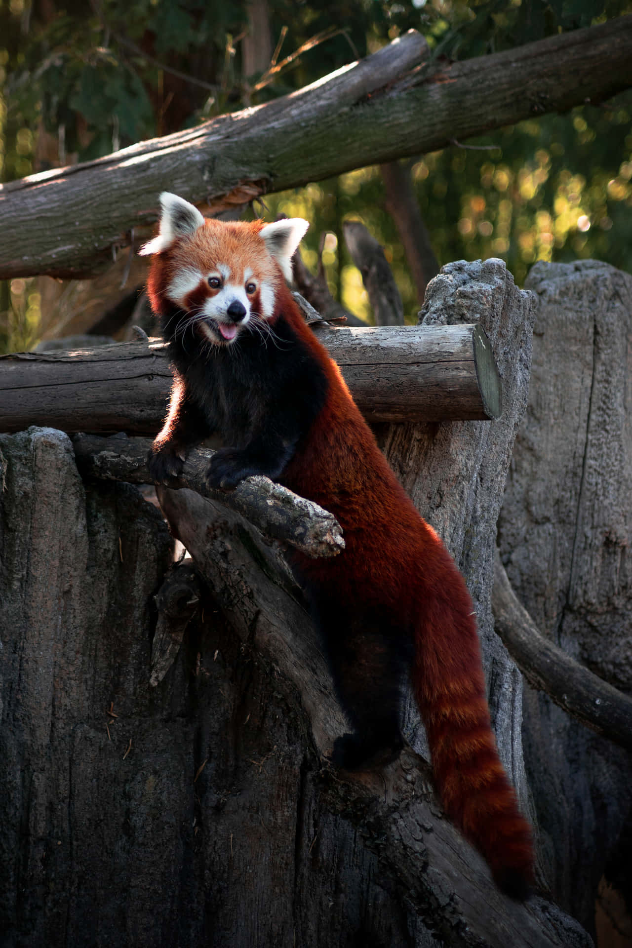 Umfofo Panda Vermelho Comendo Bambu. Papel de Parede