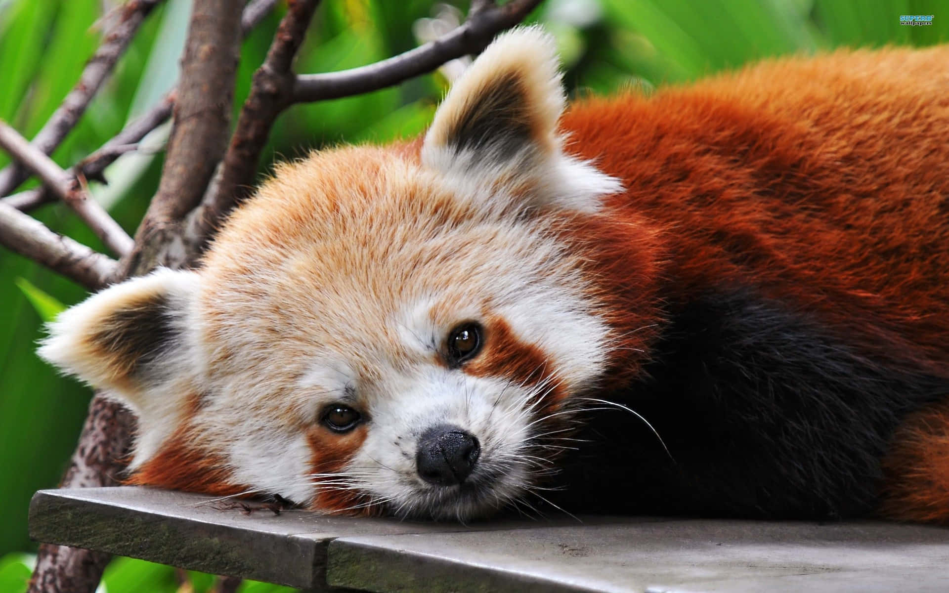 Adorável Panda Vermelho Desfruta Lanchando E Descansando Em Sua Árvore Favorita Papel de Parede