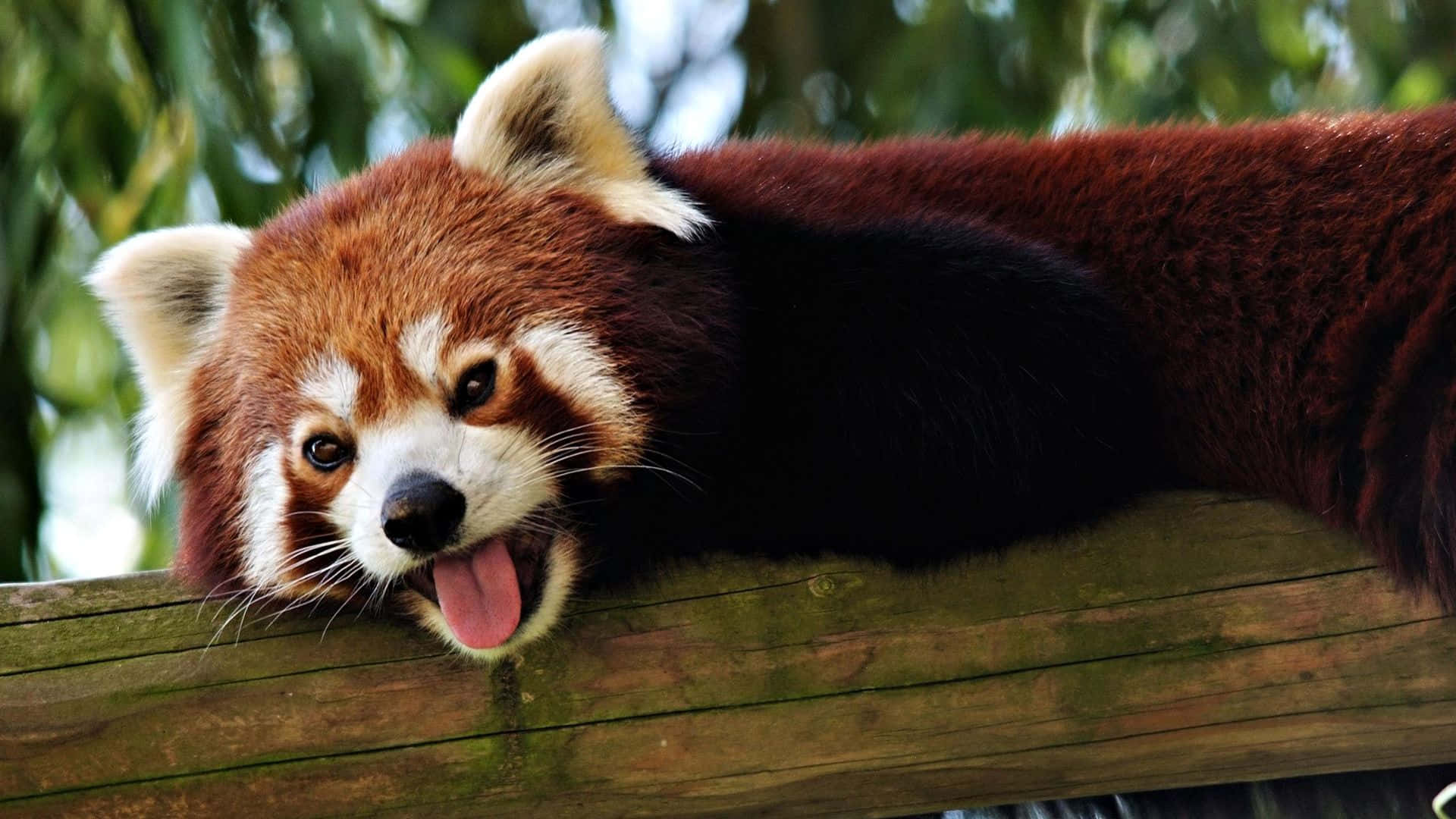 Unadorabile E Carino Panda Rosso Sfondo