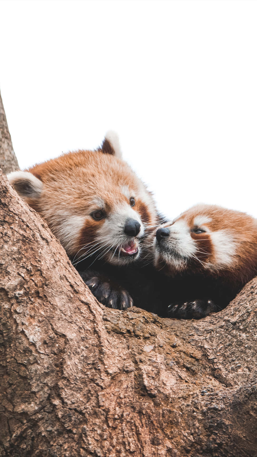Look at this cute red panda! Wallpaper