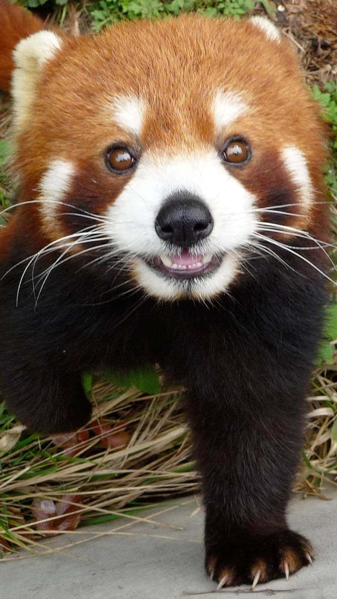 Questoadorabile Panda Rosso Ti Ruberà Il Cuore. Sfondo