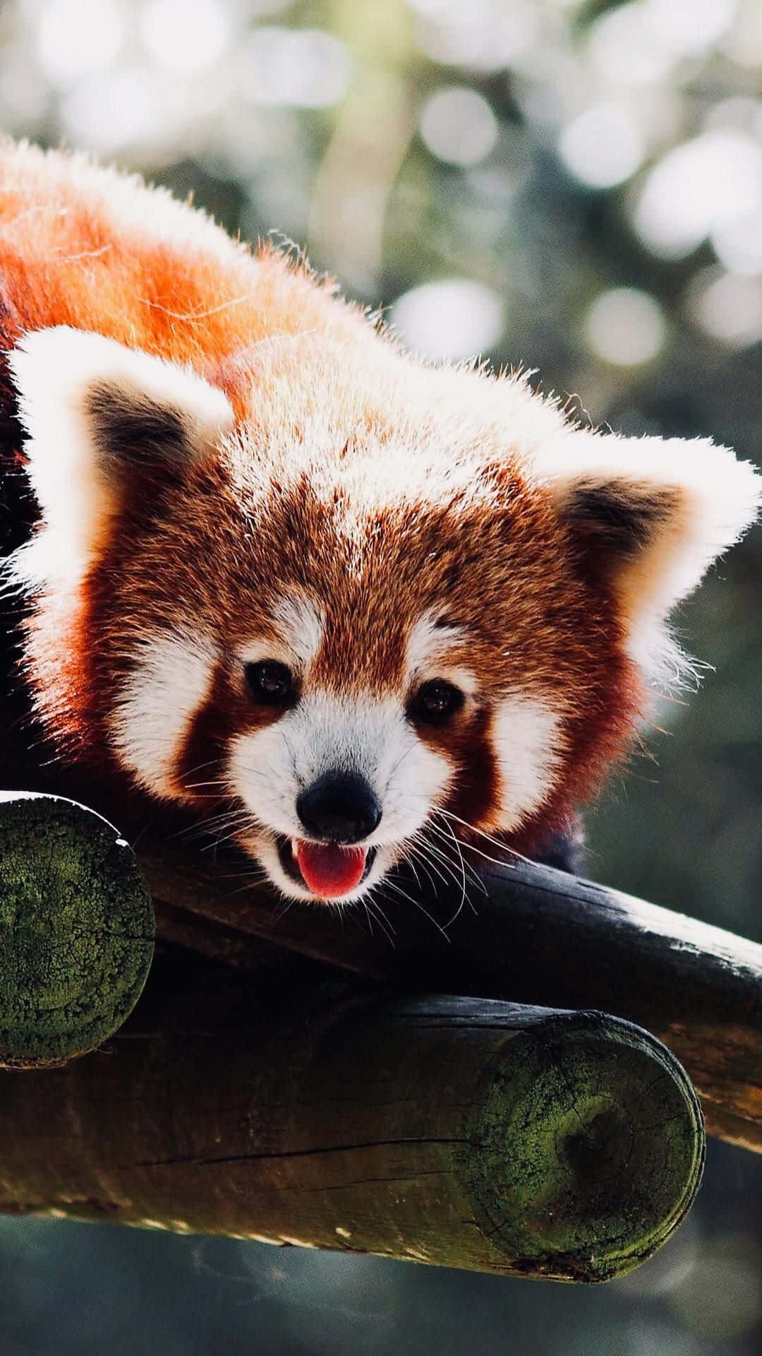 Adorable Red Panda Sitting in a Tree Wallpaper