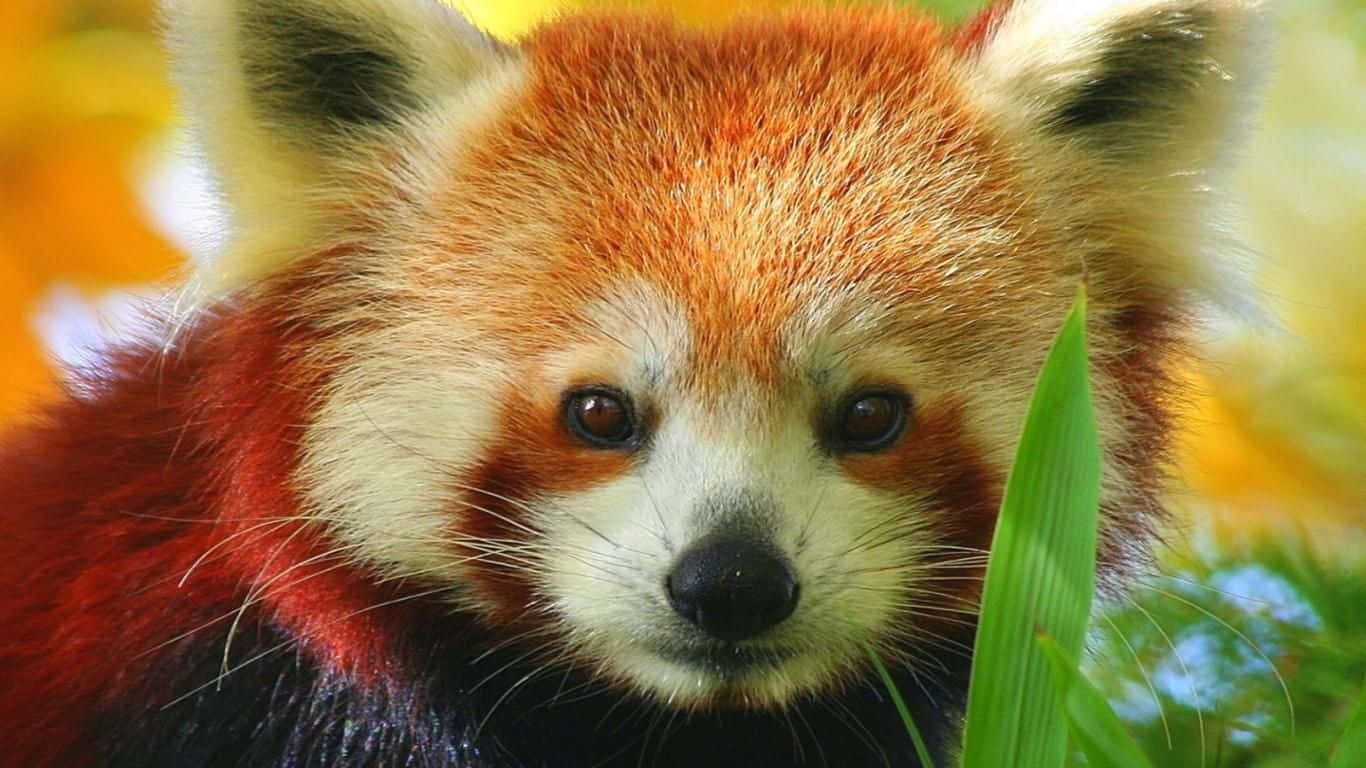 Ungrazioso Panda Rosso Che Guarda Con Meraviglia In Alto. Sfondo